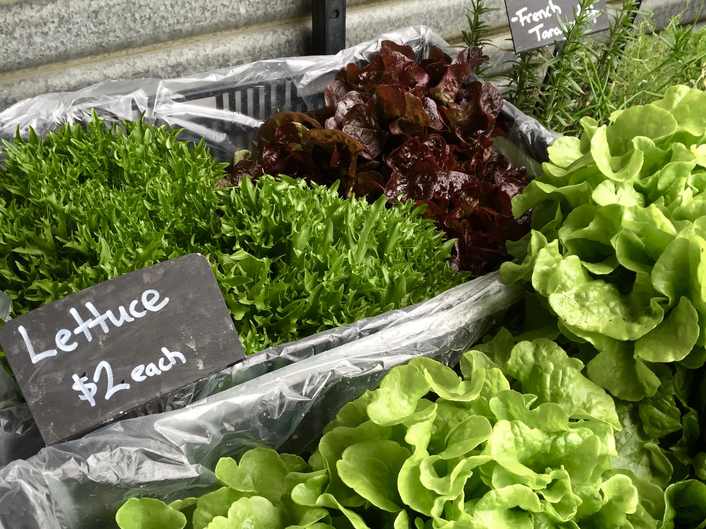lettuce
