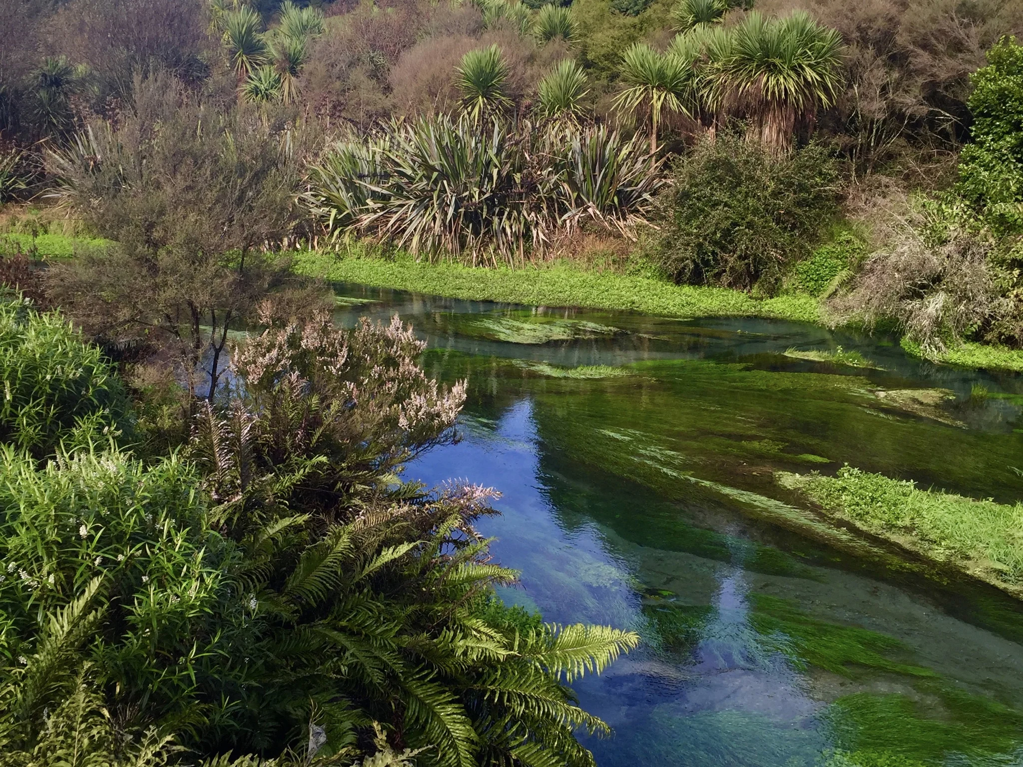 Te Waihou Walkway