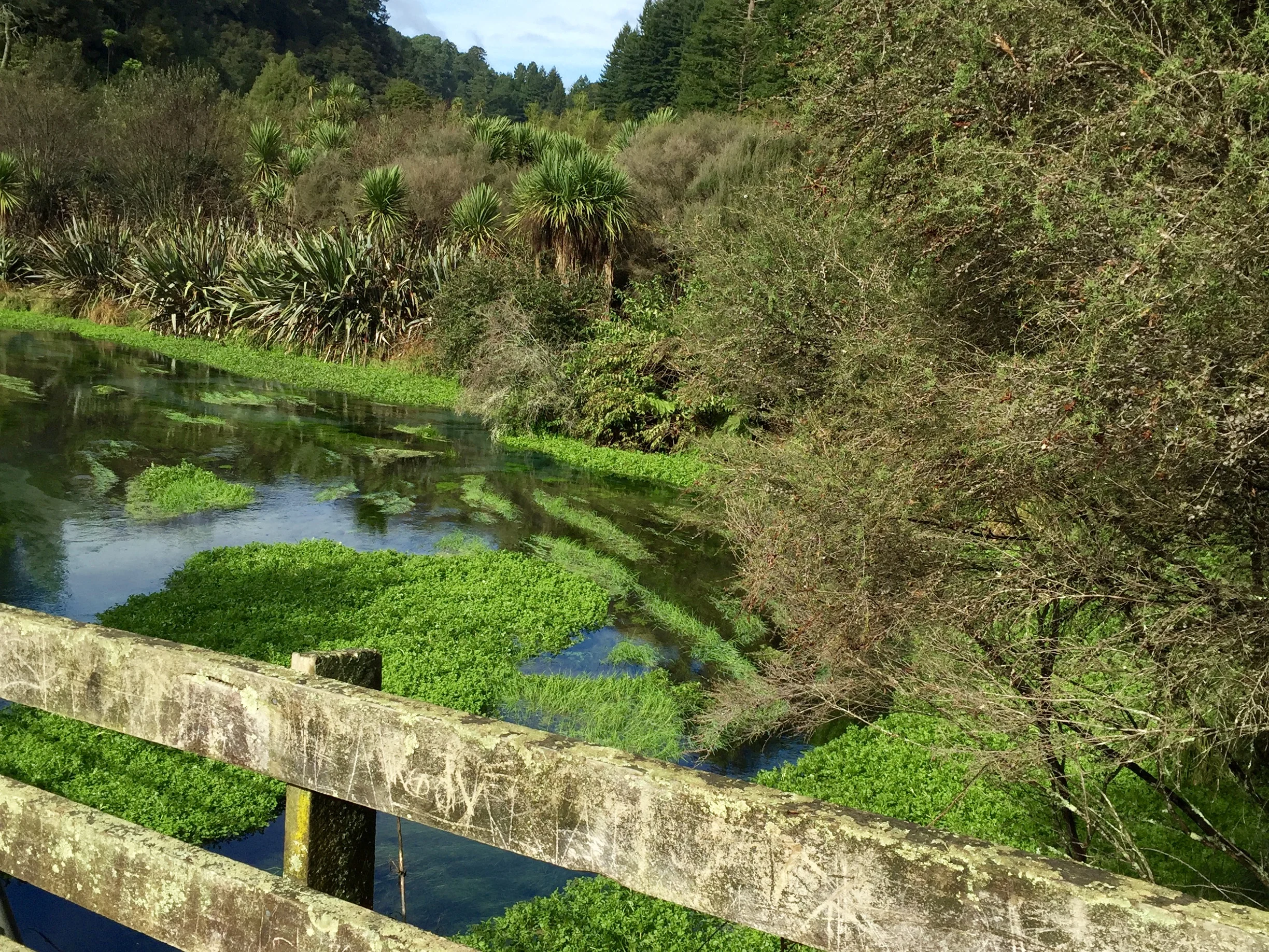 Te Waihou Walkway