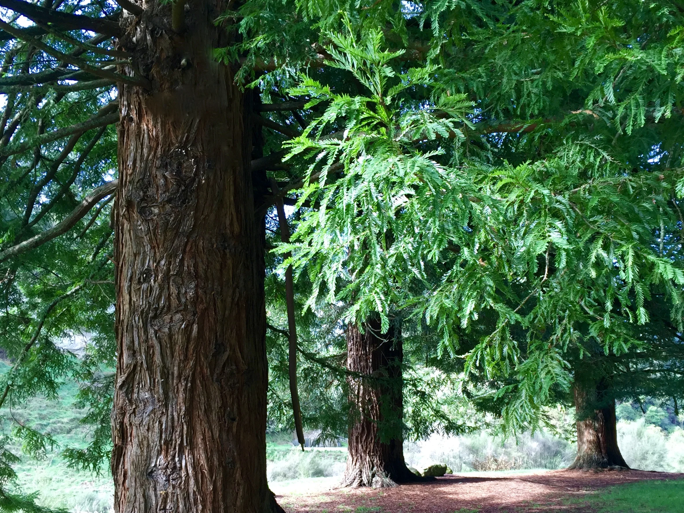 Te Waihou Walkway