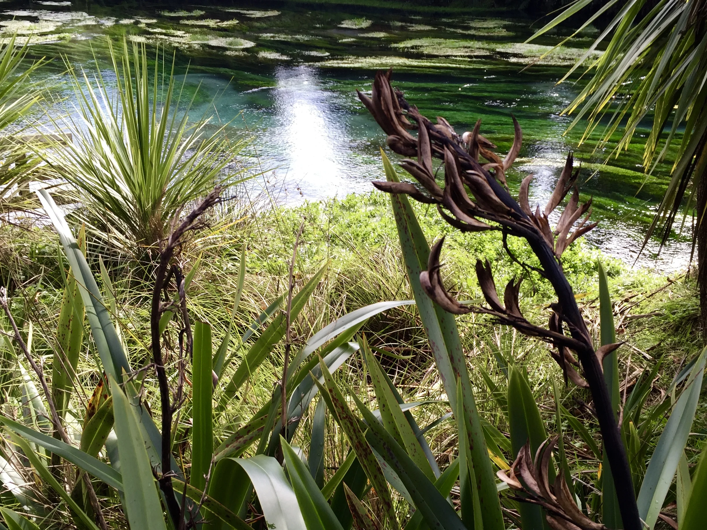 Te Waihou Walkway