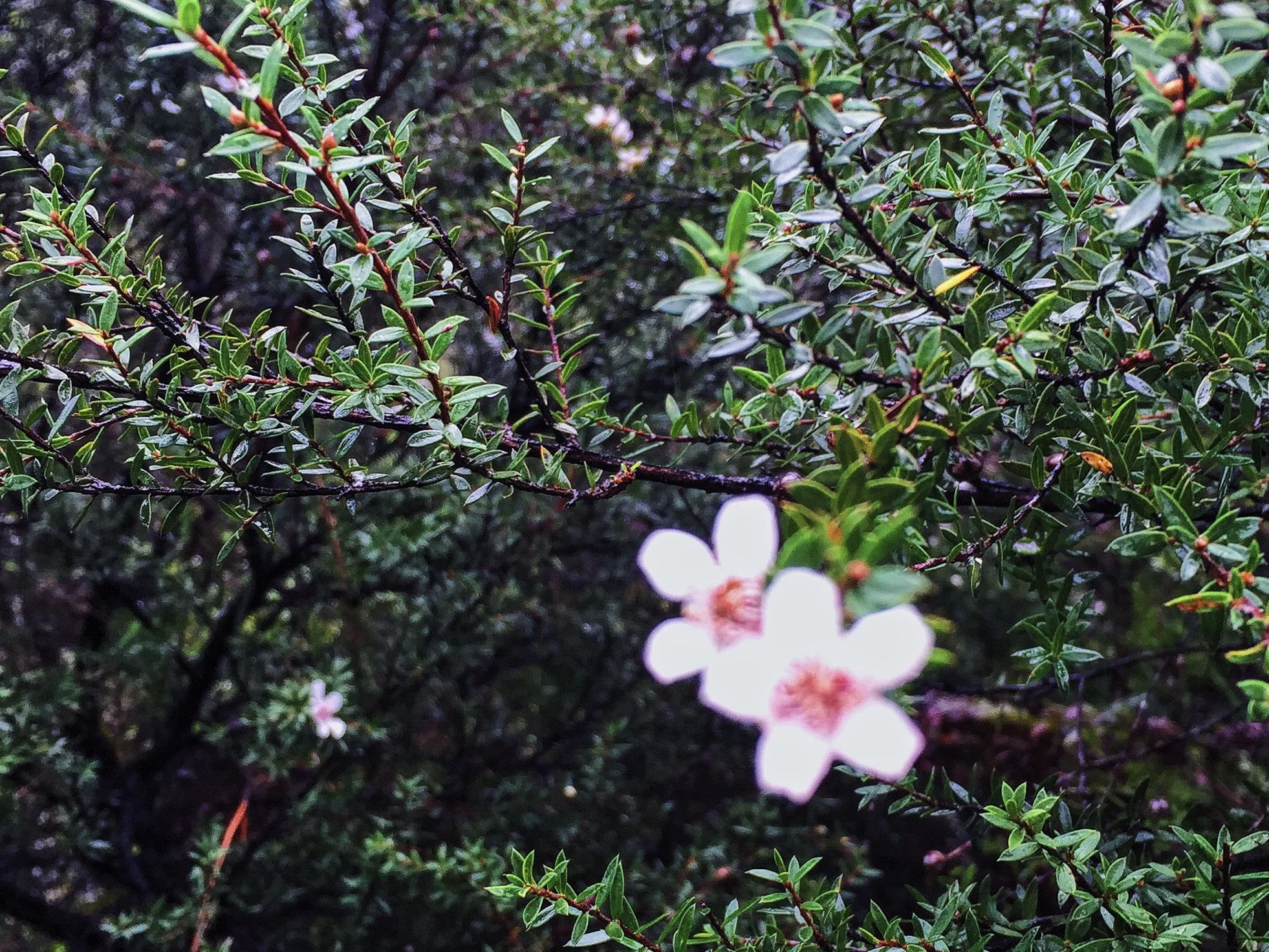 Coromandel Pā