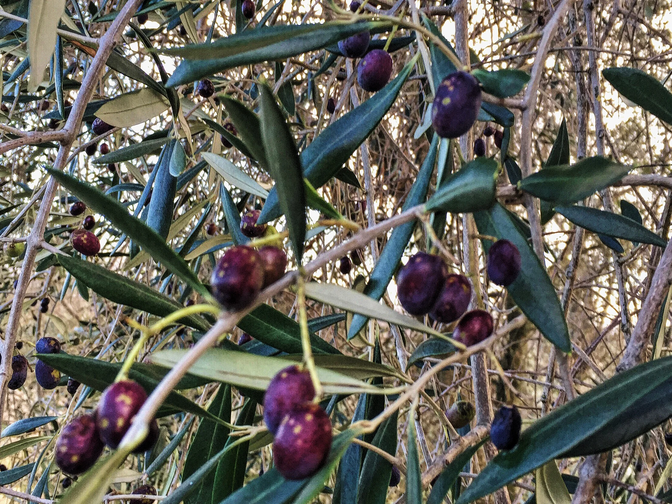 olives