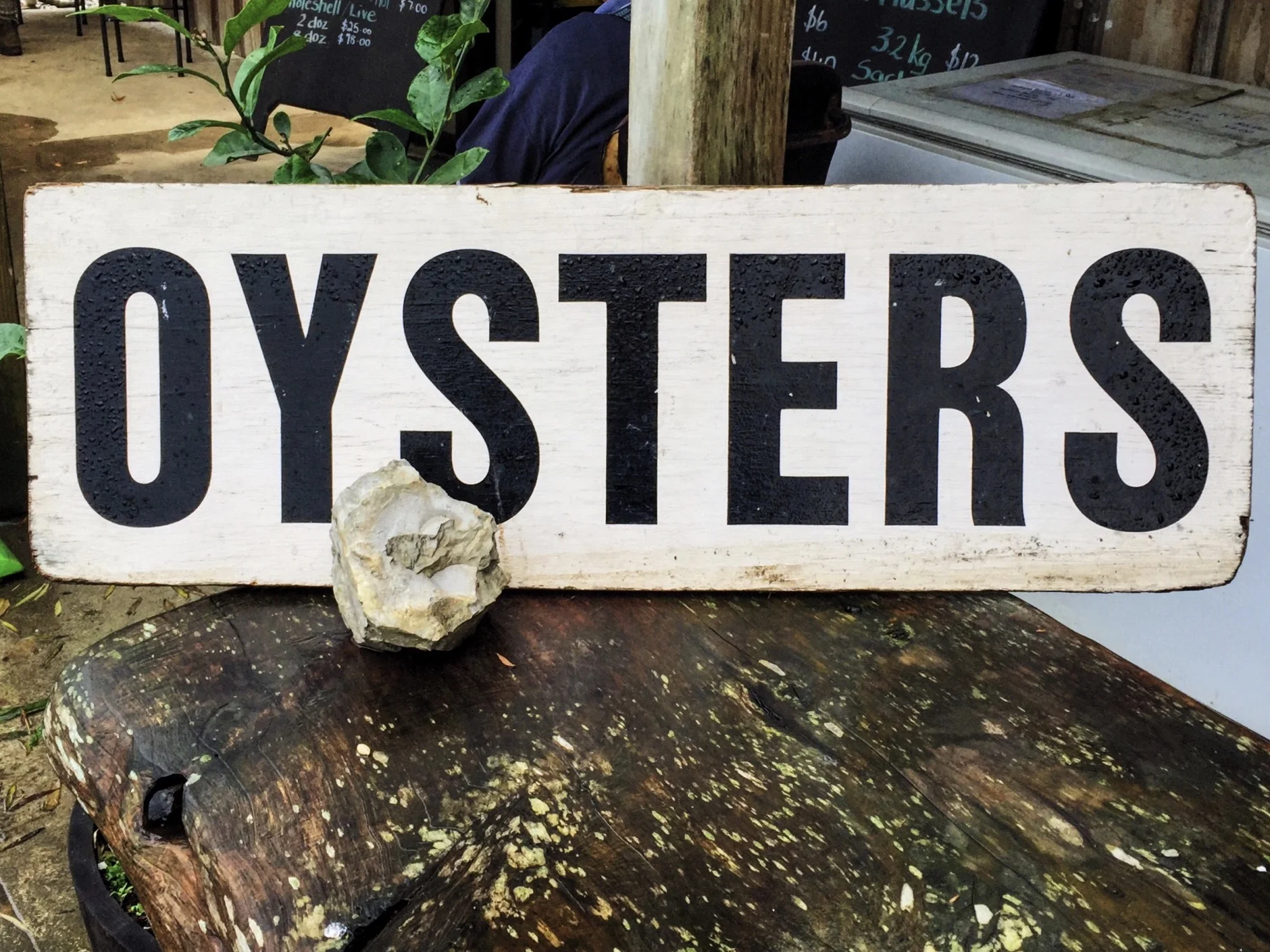 oysters