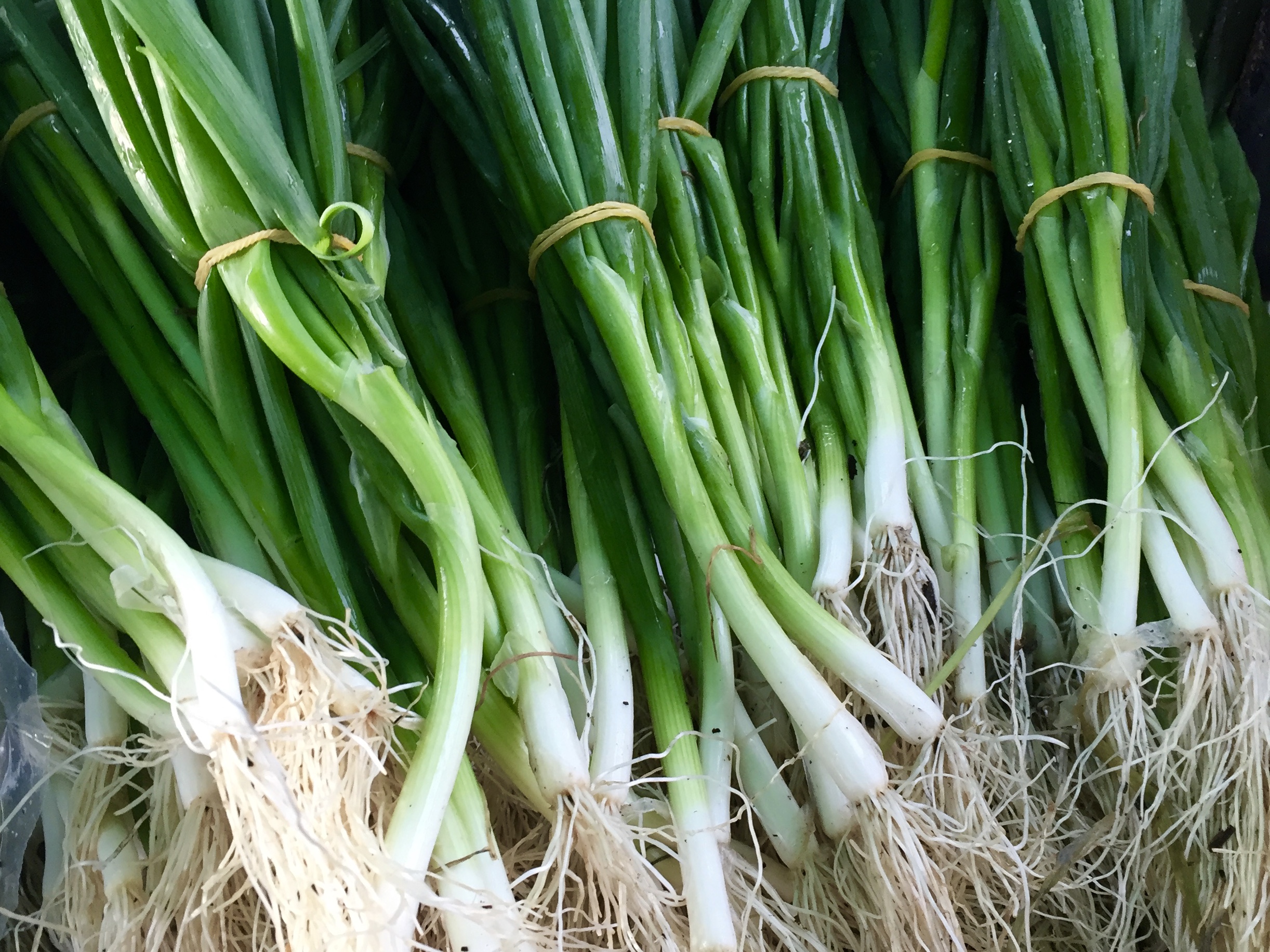 spring onions