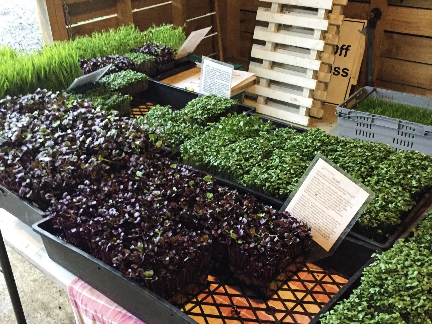 Hamilton Farmers Market