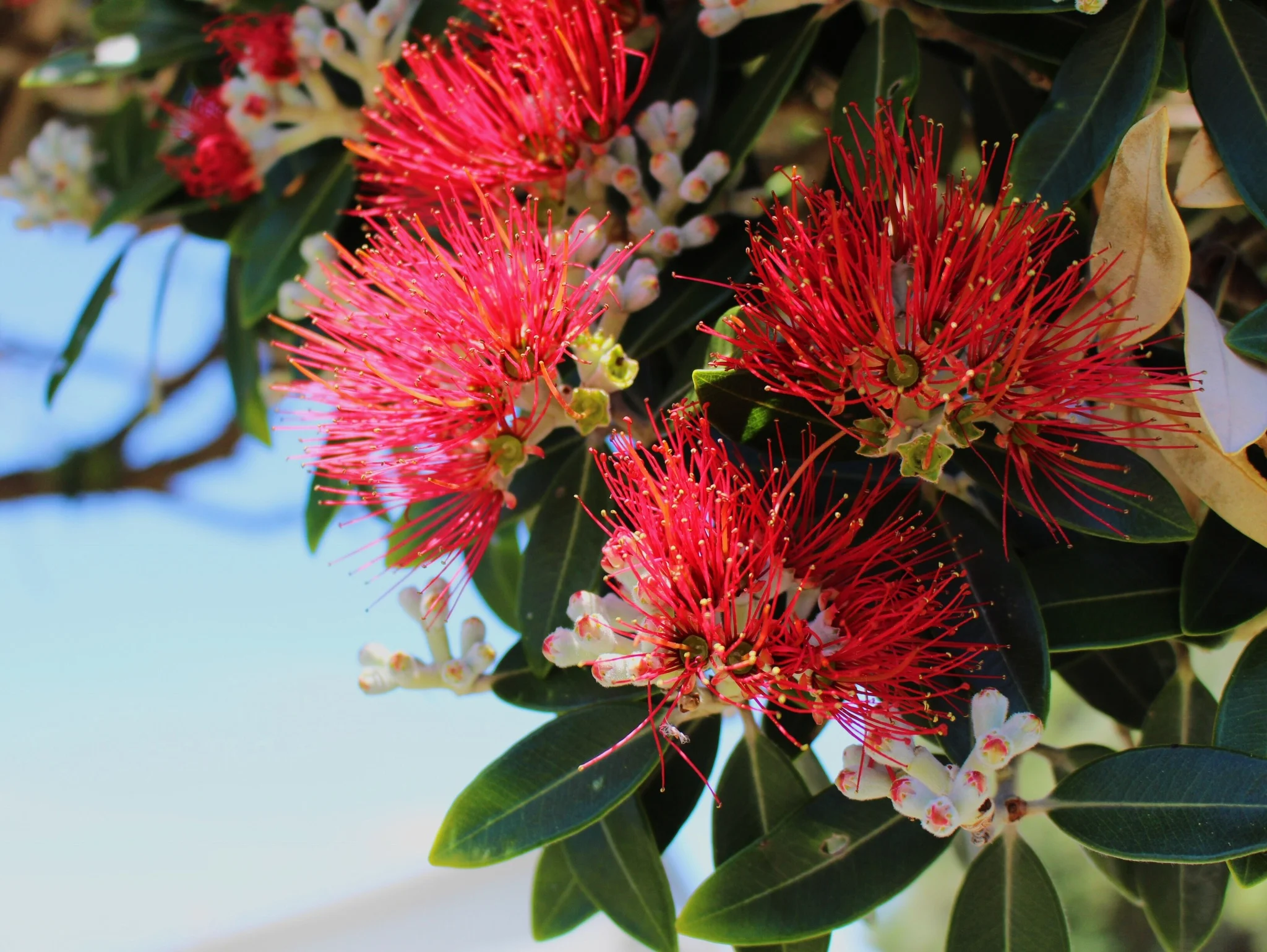 pohutakawa flowers