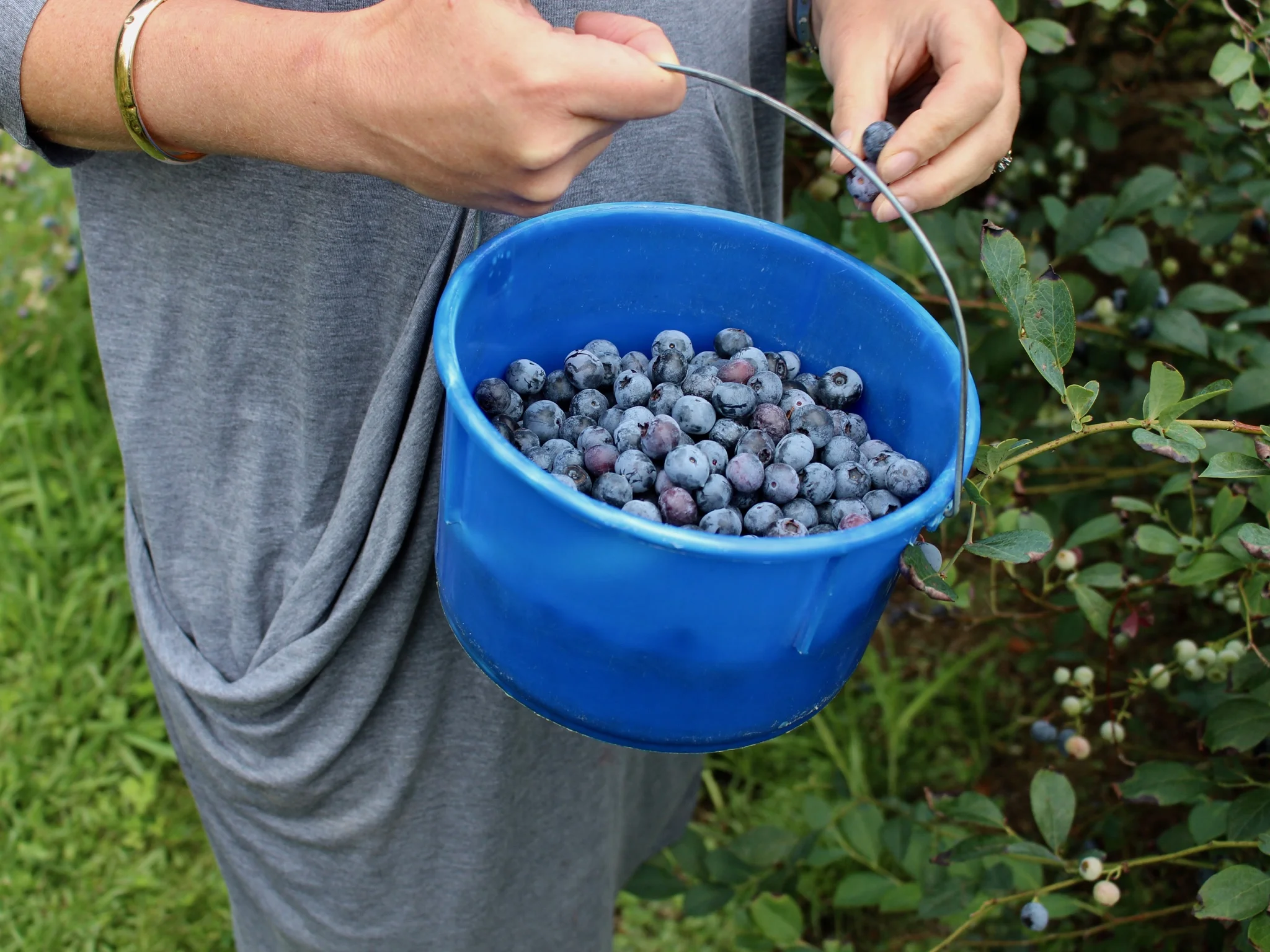 Pleasant Valley Blueberries