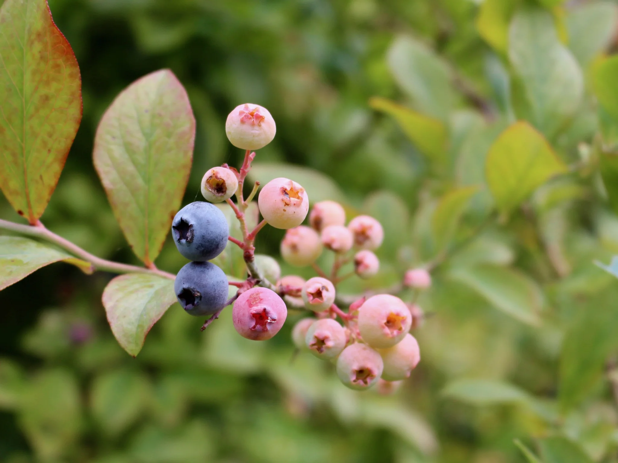Pleasant Valley Blueberries