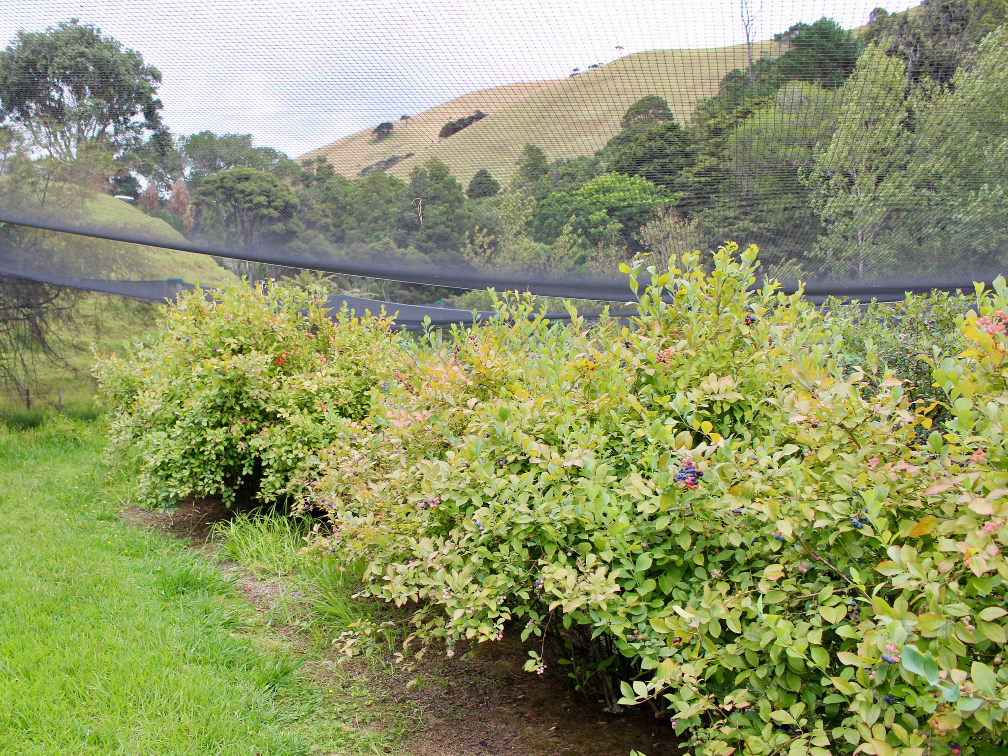 Pleasant Valley Blueberries