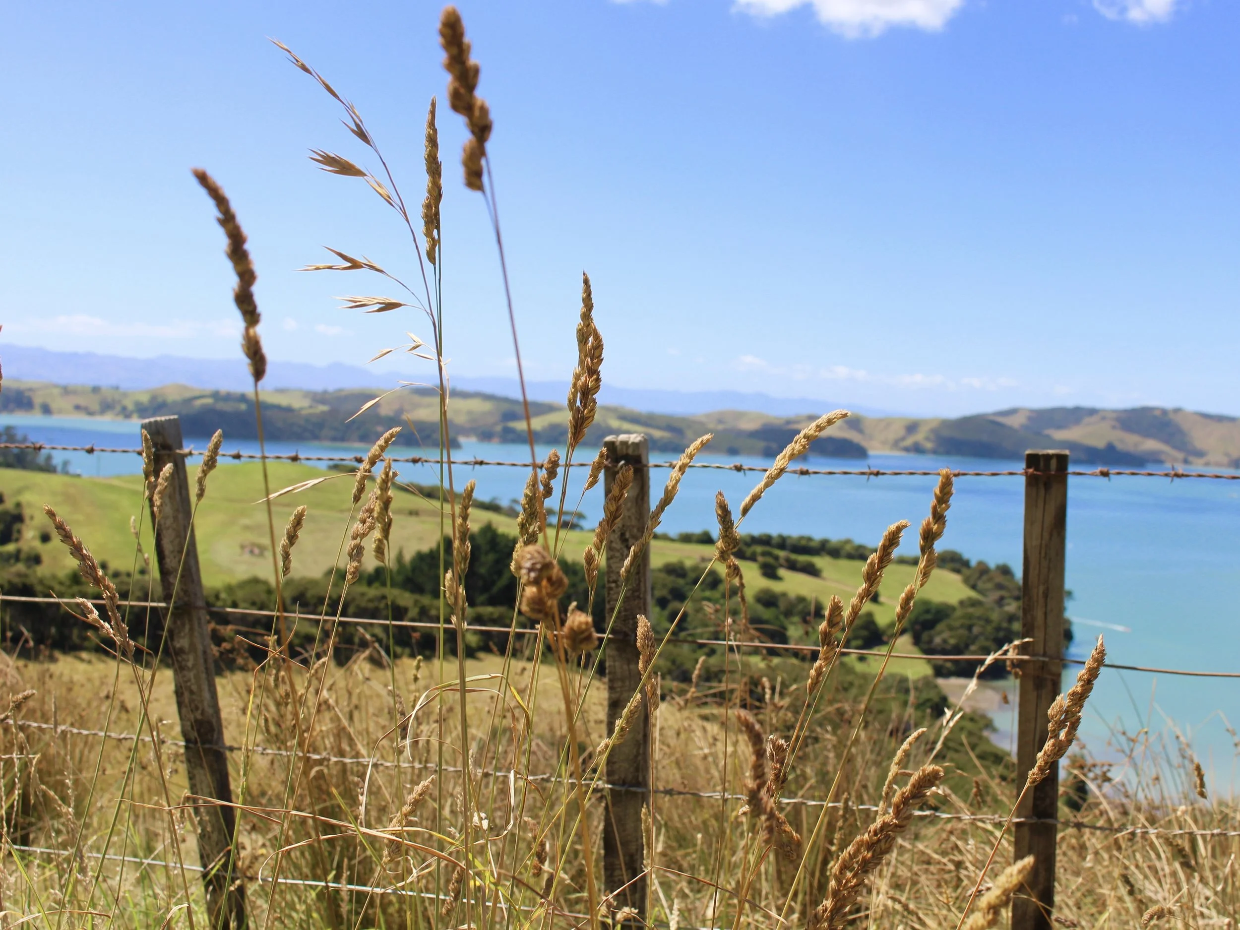 Waiheke food trail