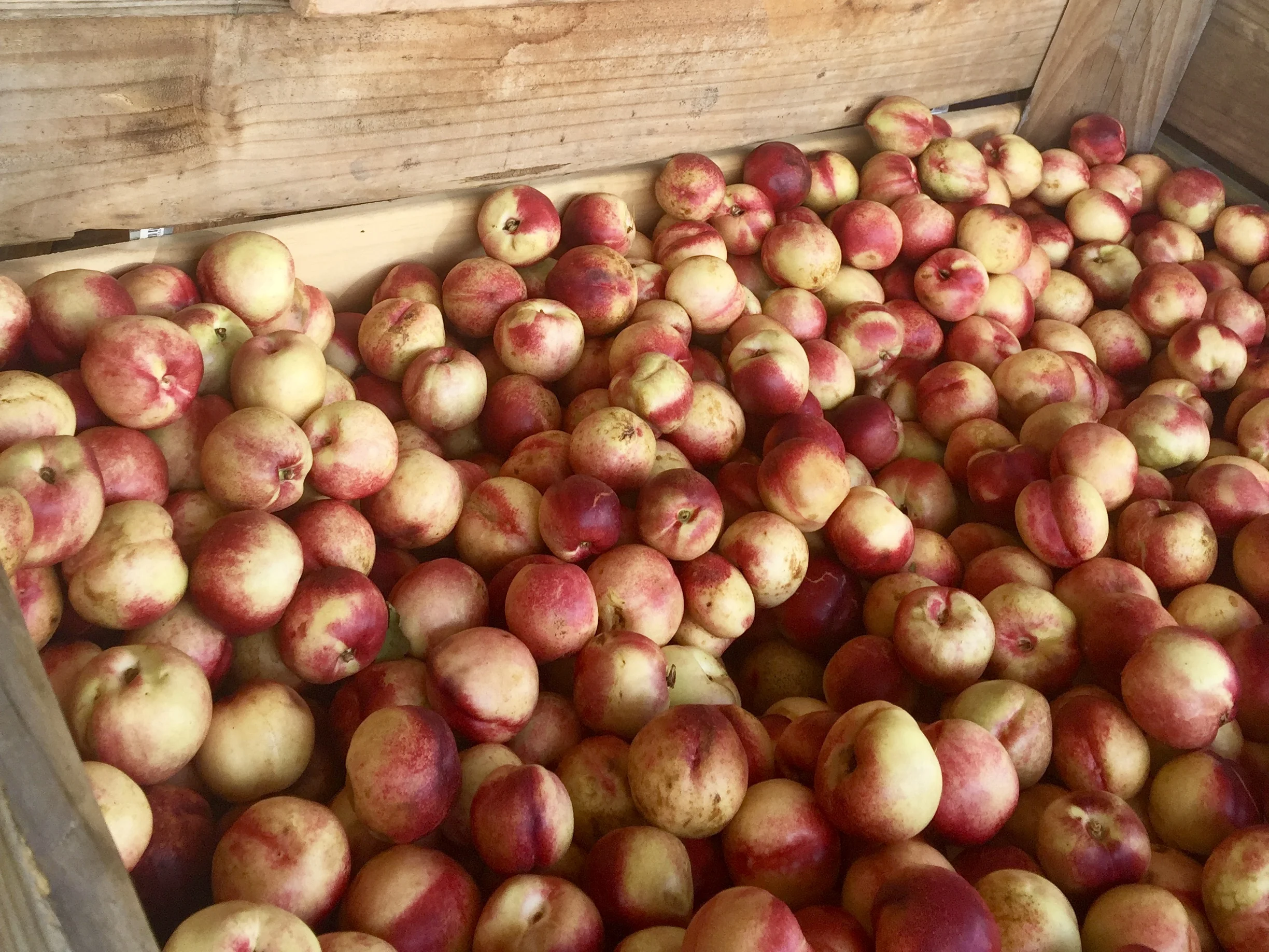 Central Otago stone fruit