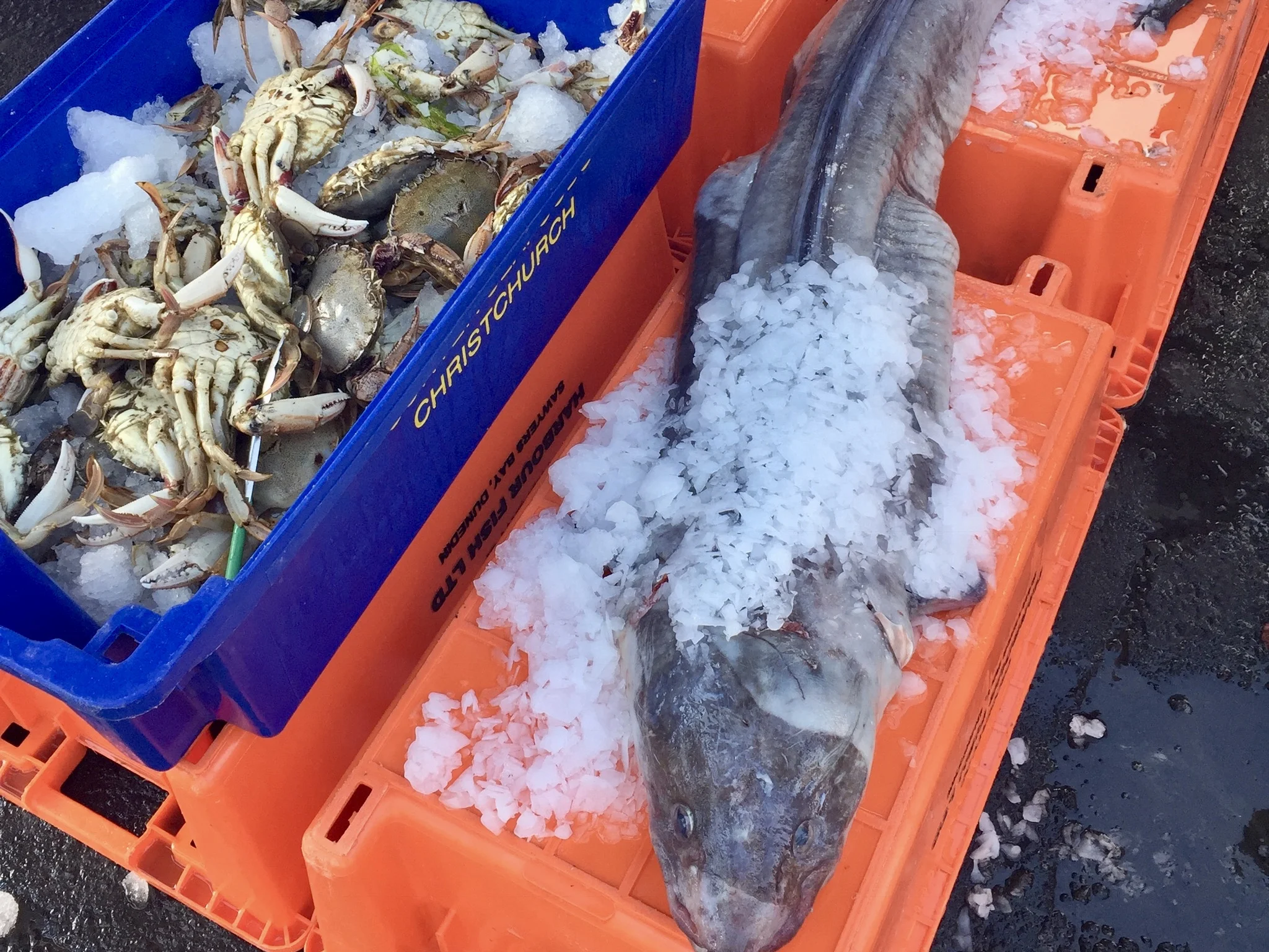Otago Farmers Market