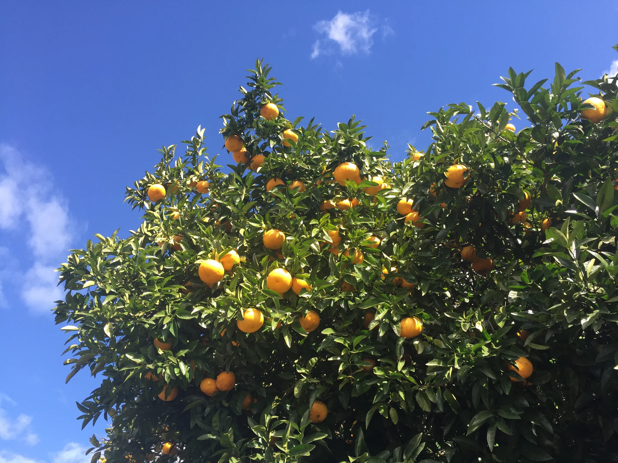 Citrus in Paeroa