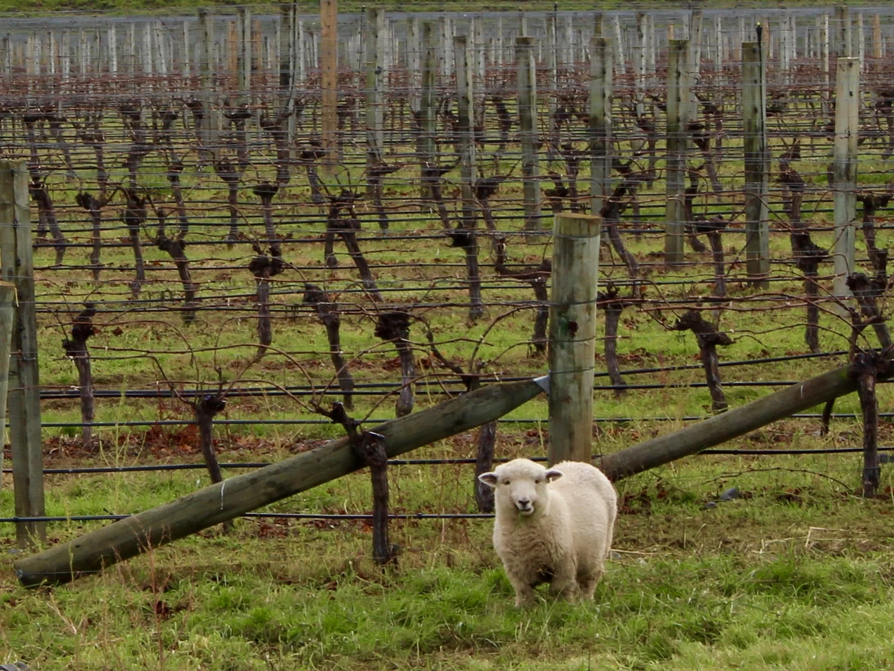 Hawke's Bay sheep