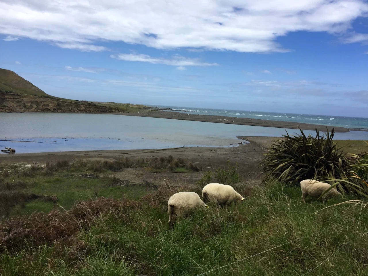 Wairarapa coastline