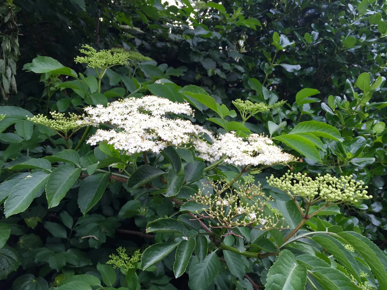 elderflower