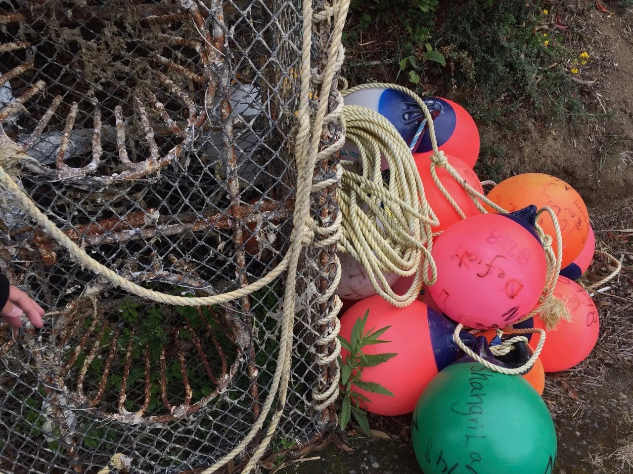 Stewart Island food trail