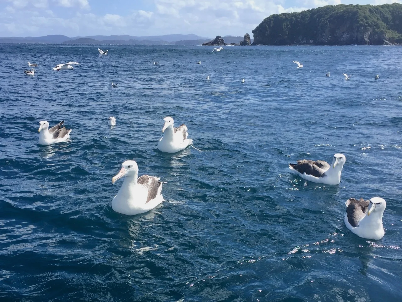 Stewart Island food trail