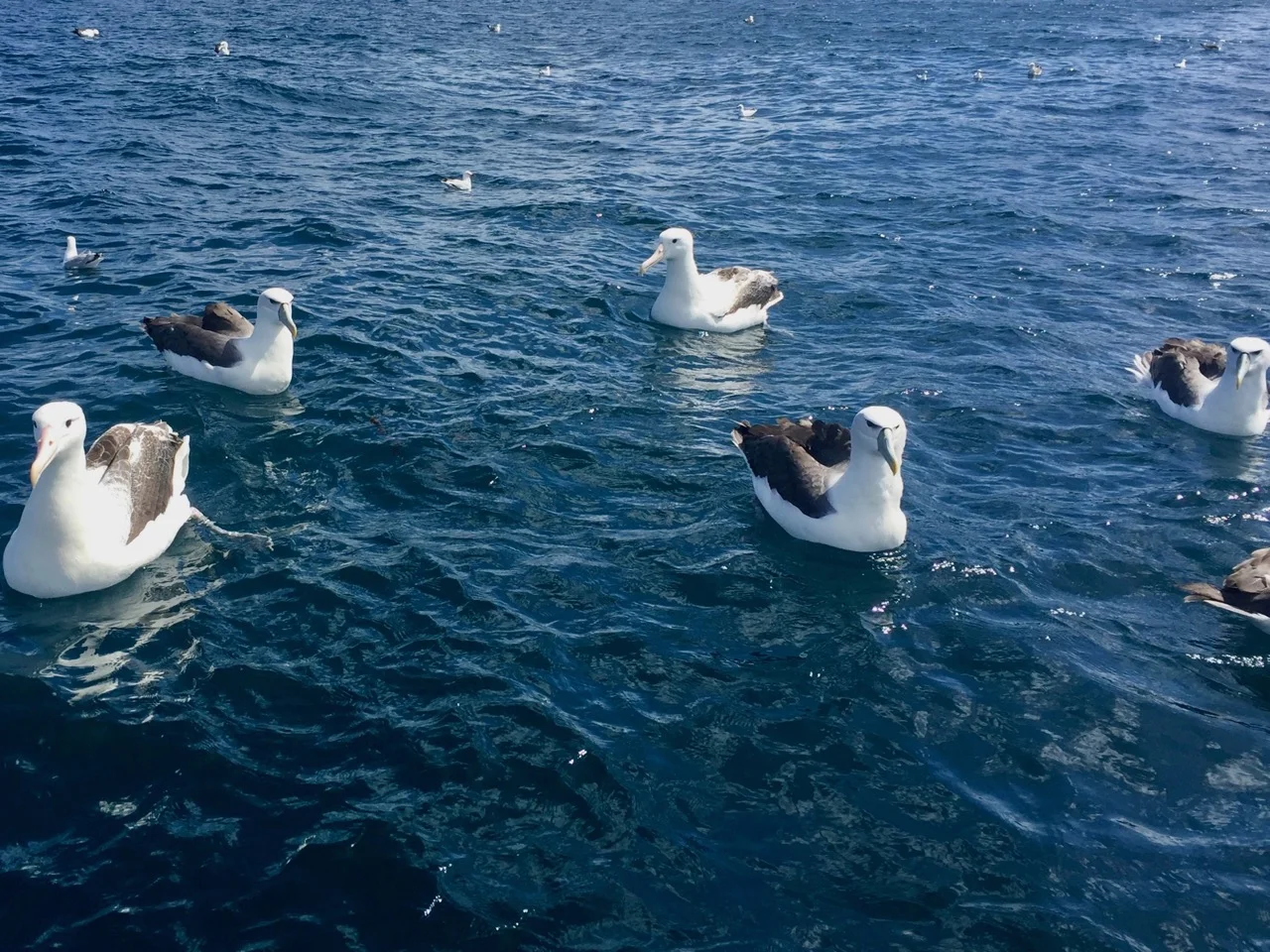 Stewart Island food trail