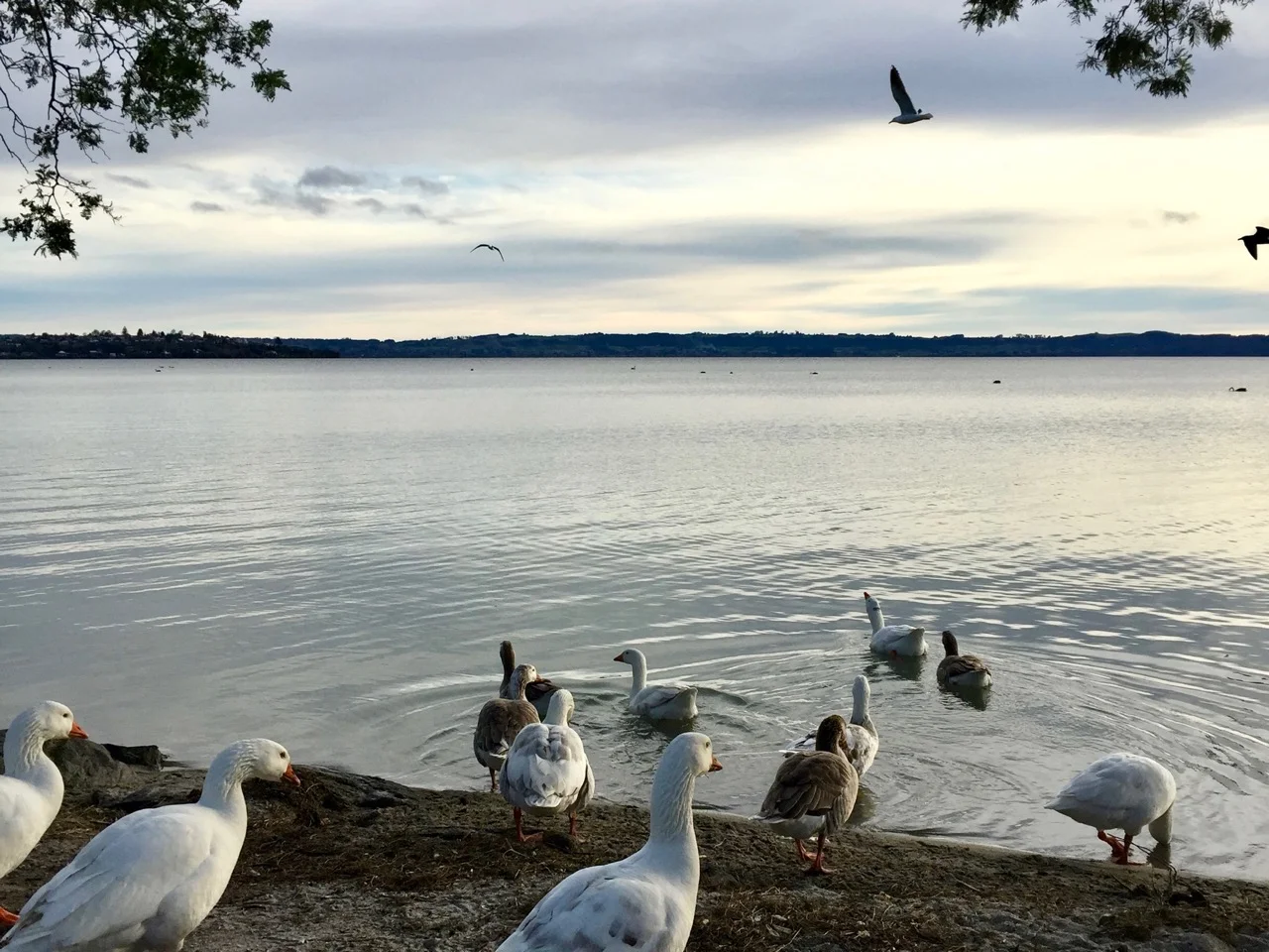 Lake Rotorua