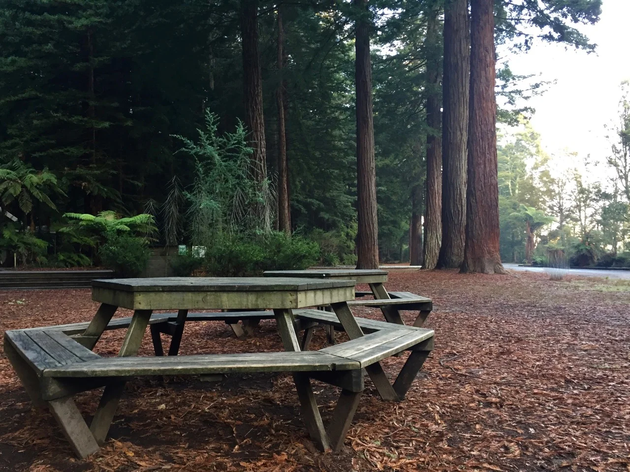 The Redwoods Whakarewarewa Forest