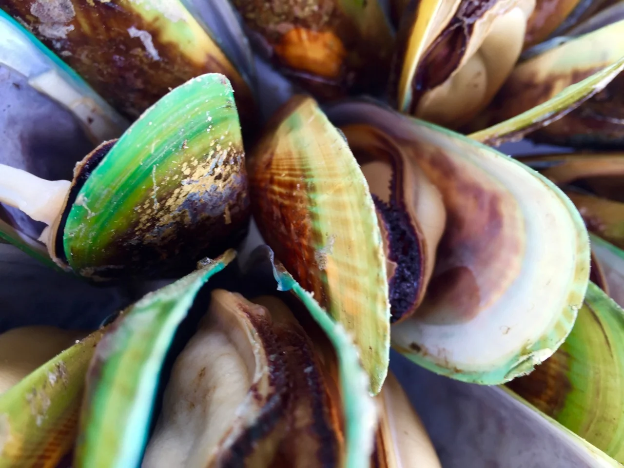 mussels