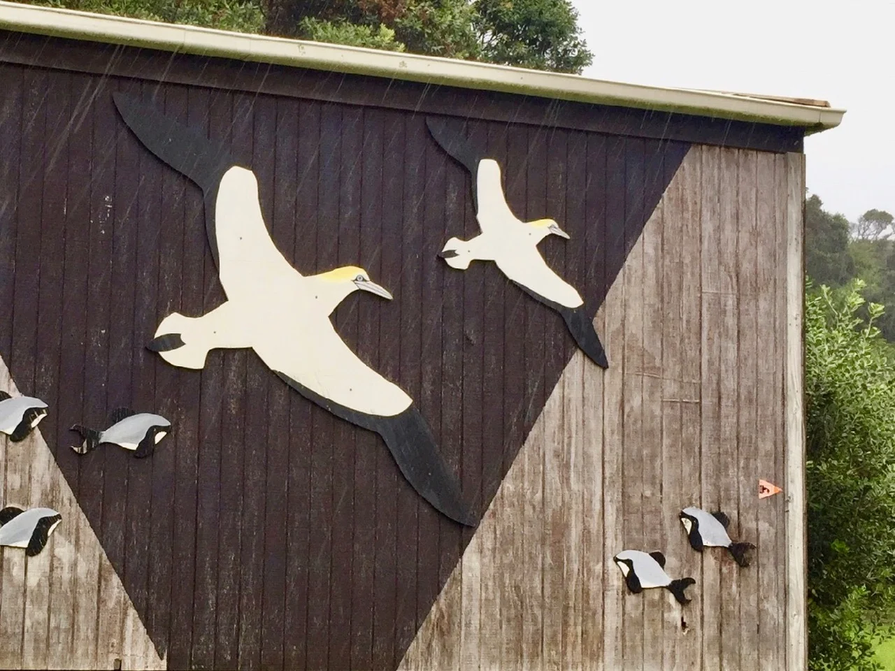 Muriwai gannets