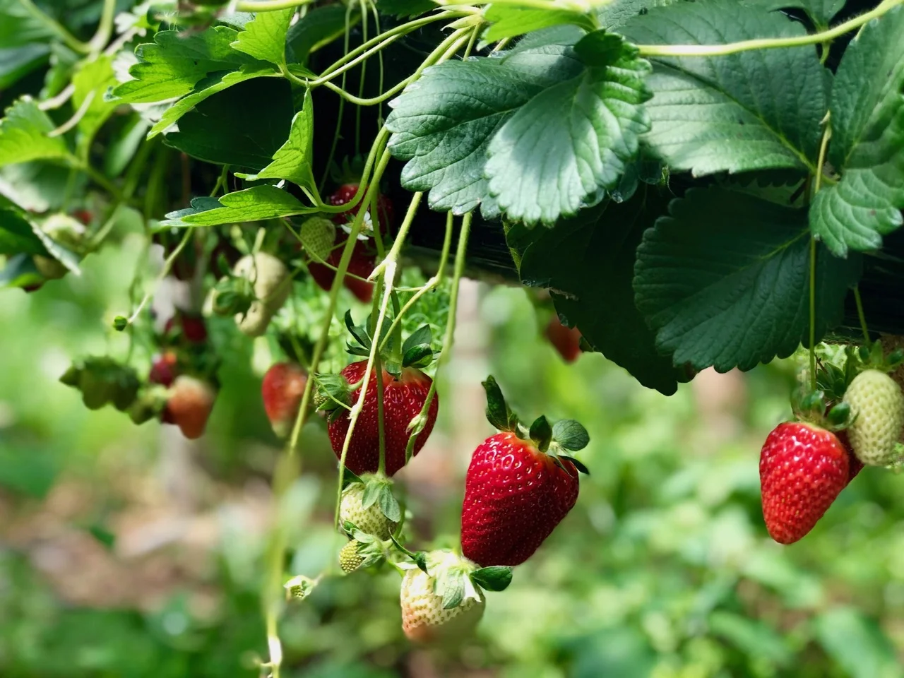 strawberries