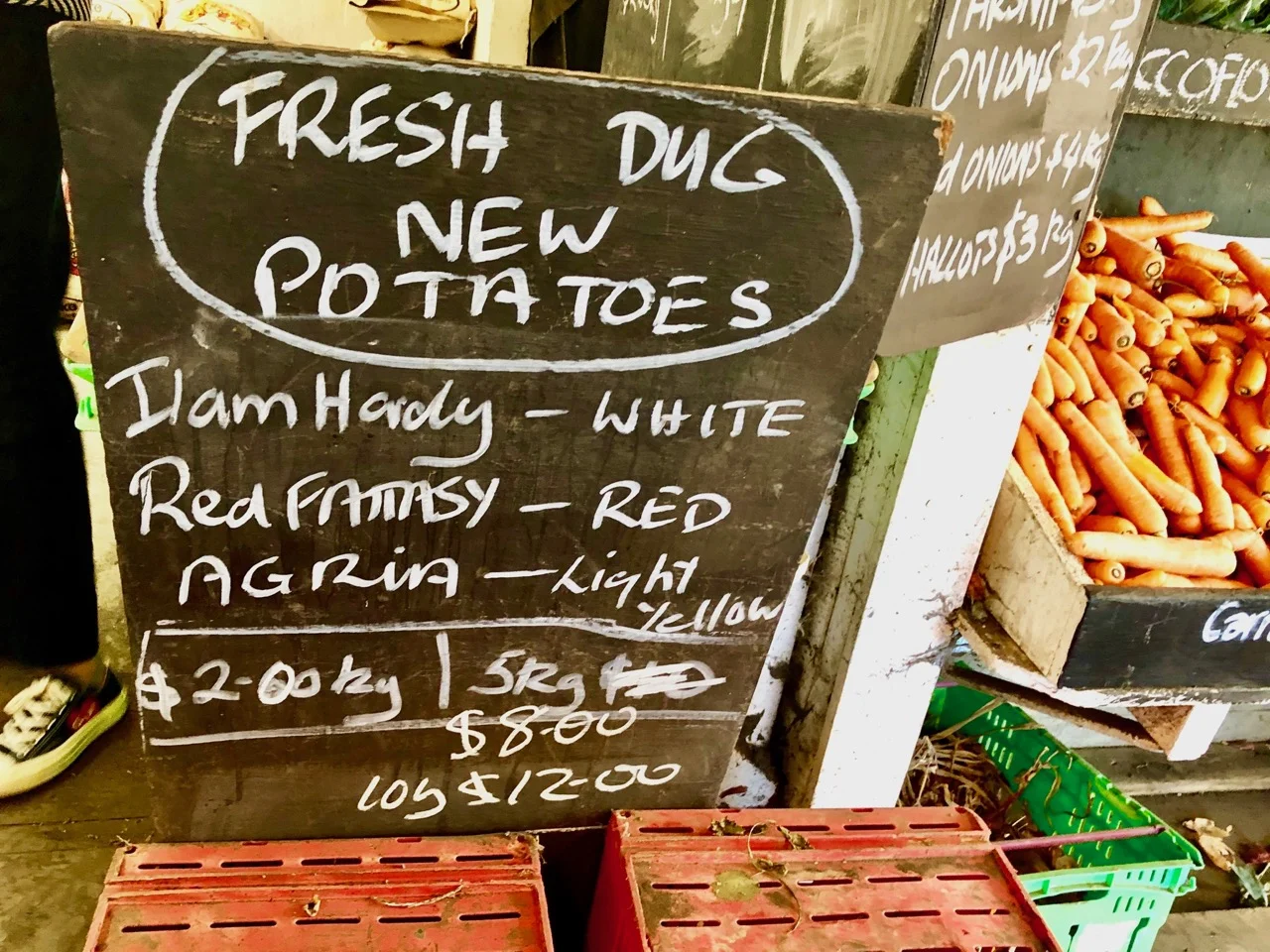fresh dug potatoes
