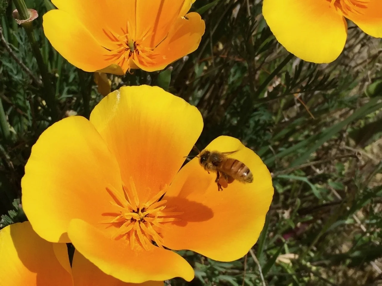 bee yellow flower bannockburn