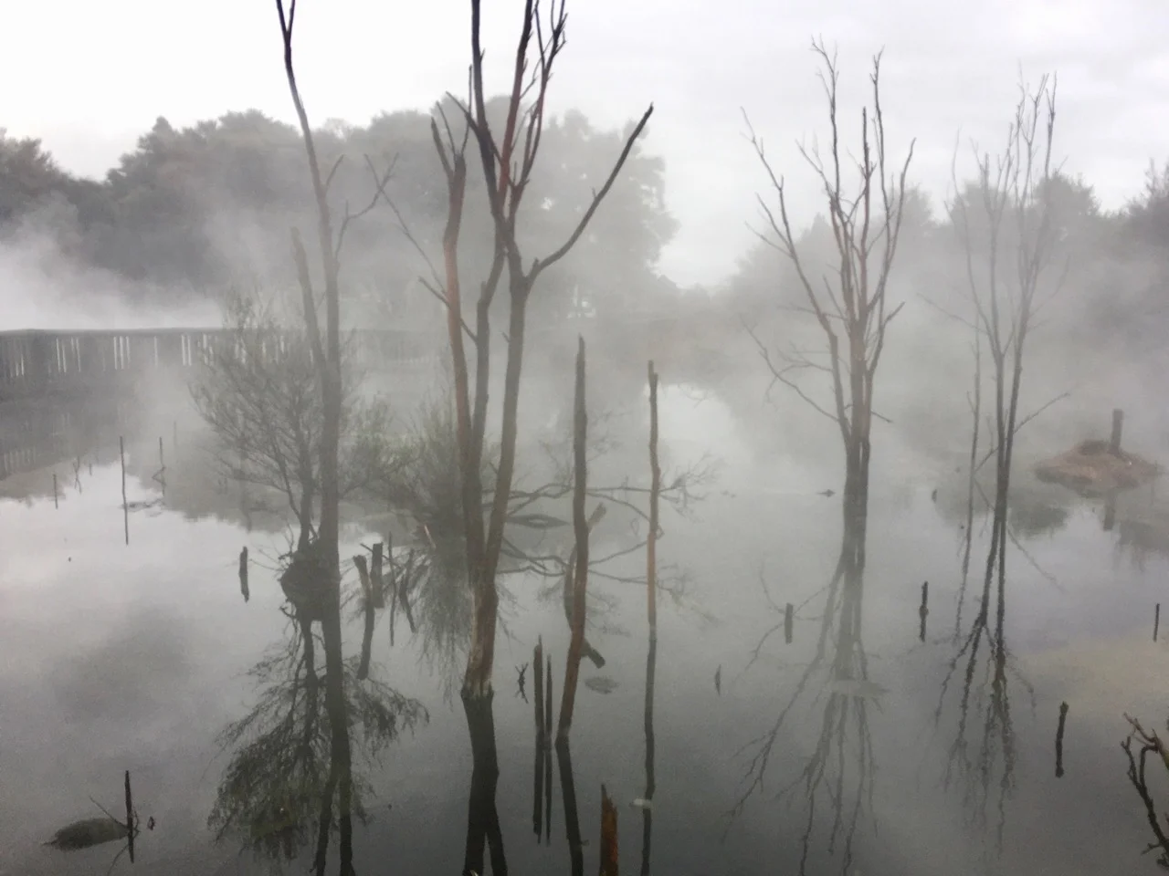 rotorua steaming mud pool