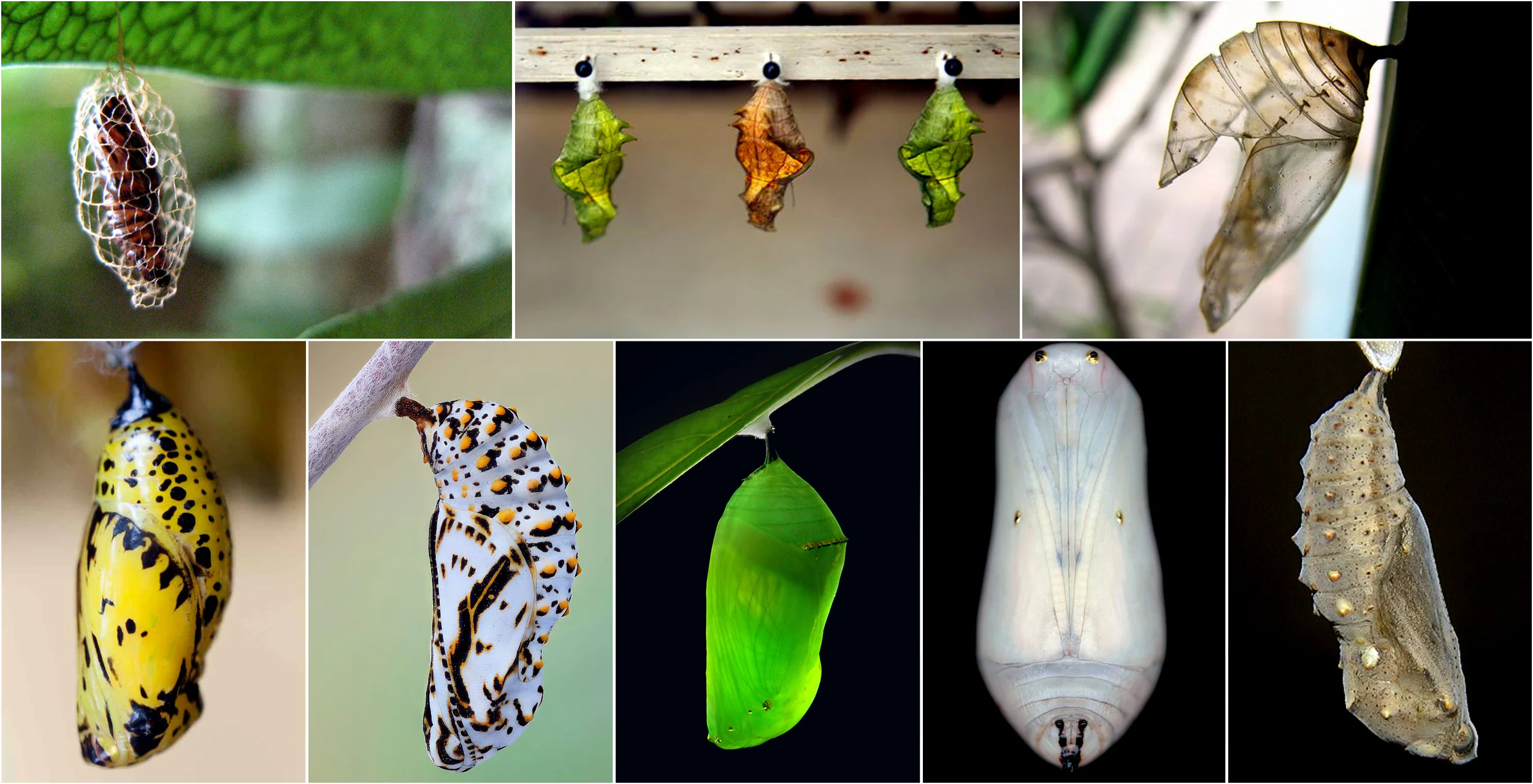 Image References i: Chrysalis - Google Search
