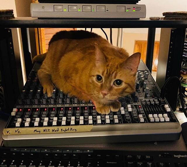 Say hello to Cordelia, our new meownificent mix engineer!