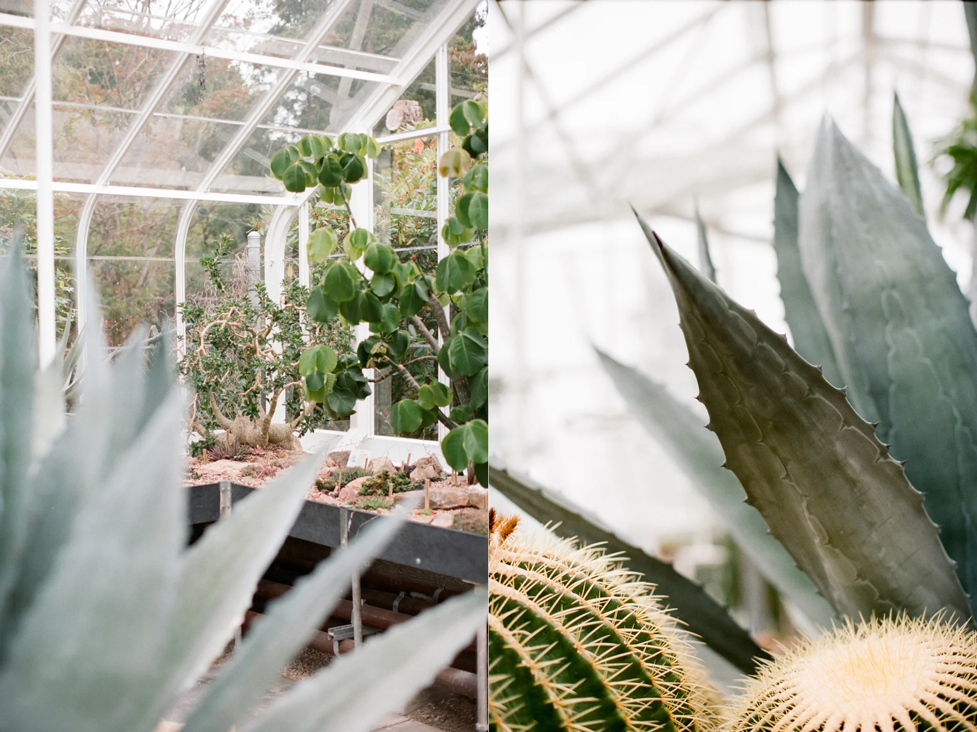 Volunteer Park Conservatory in Seattle, Washington.