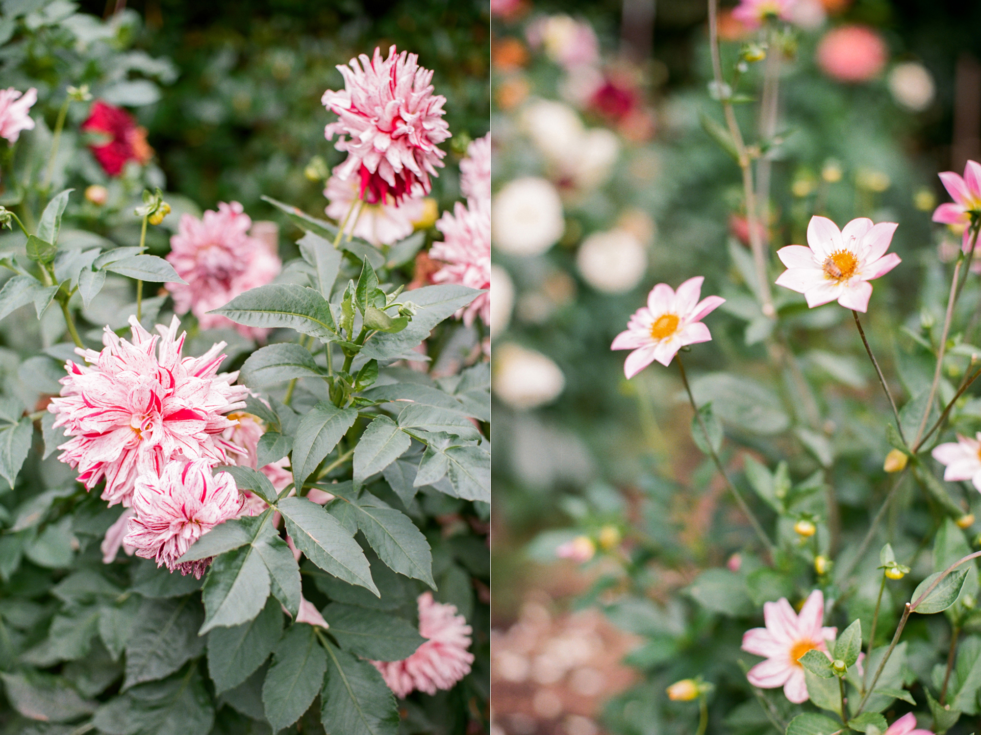 Details from a Volunteer Park Conservatory elopement in Seattle