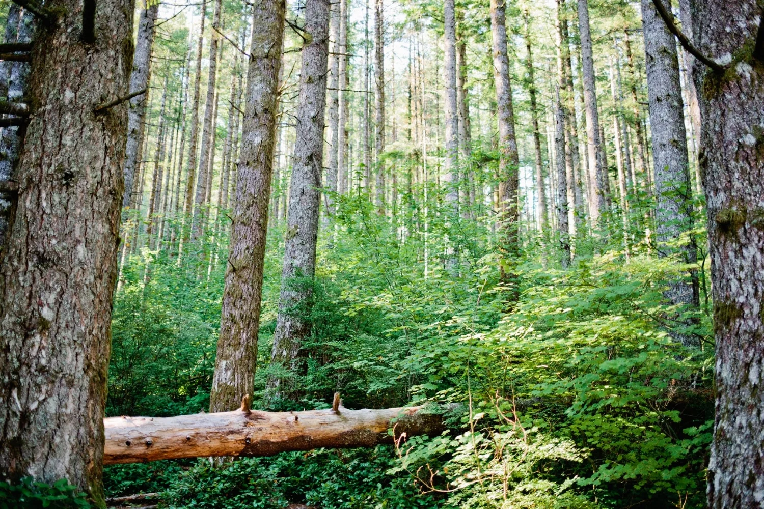 Alexandra Knight Photography - Rattlesnake Lake