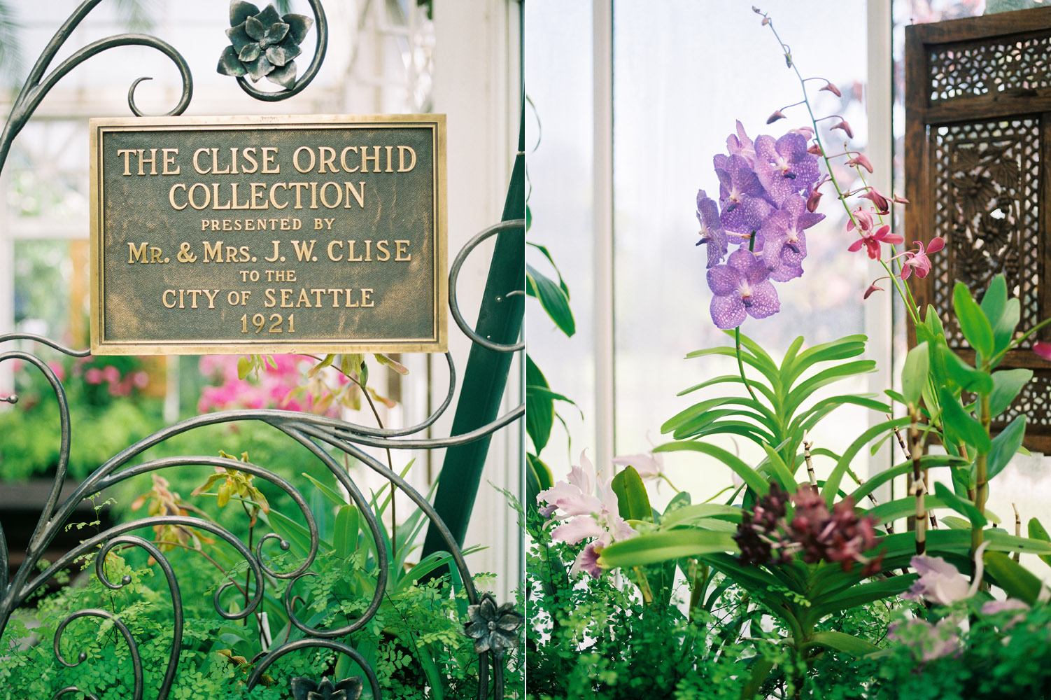seattle volunteer park conservatory orchid garden kodak portra 800 film.jpg