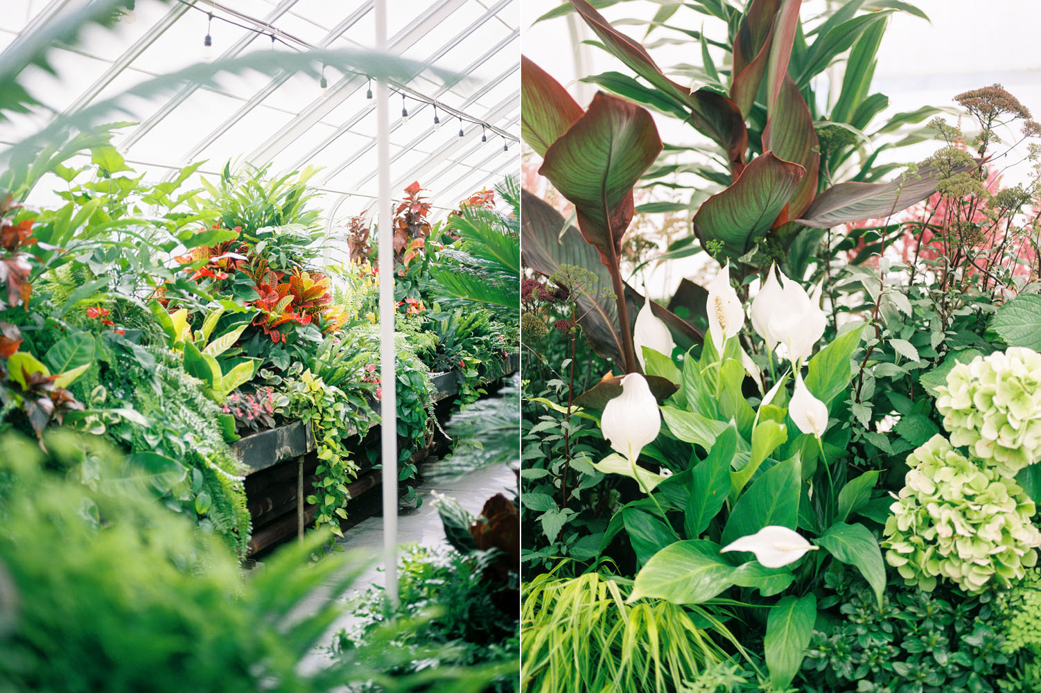 seattle volunteer park conservatory plants.jpg