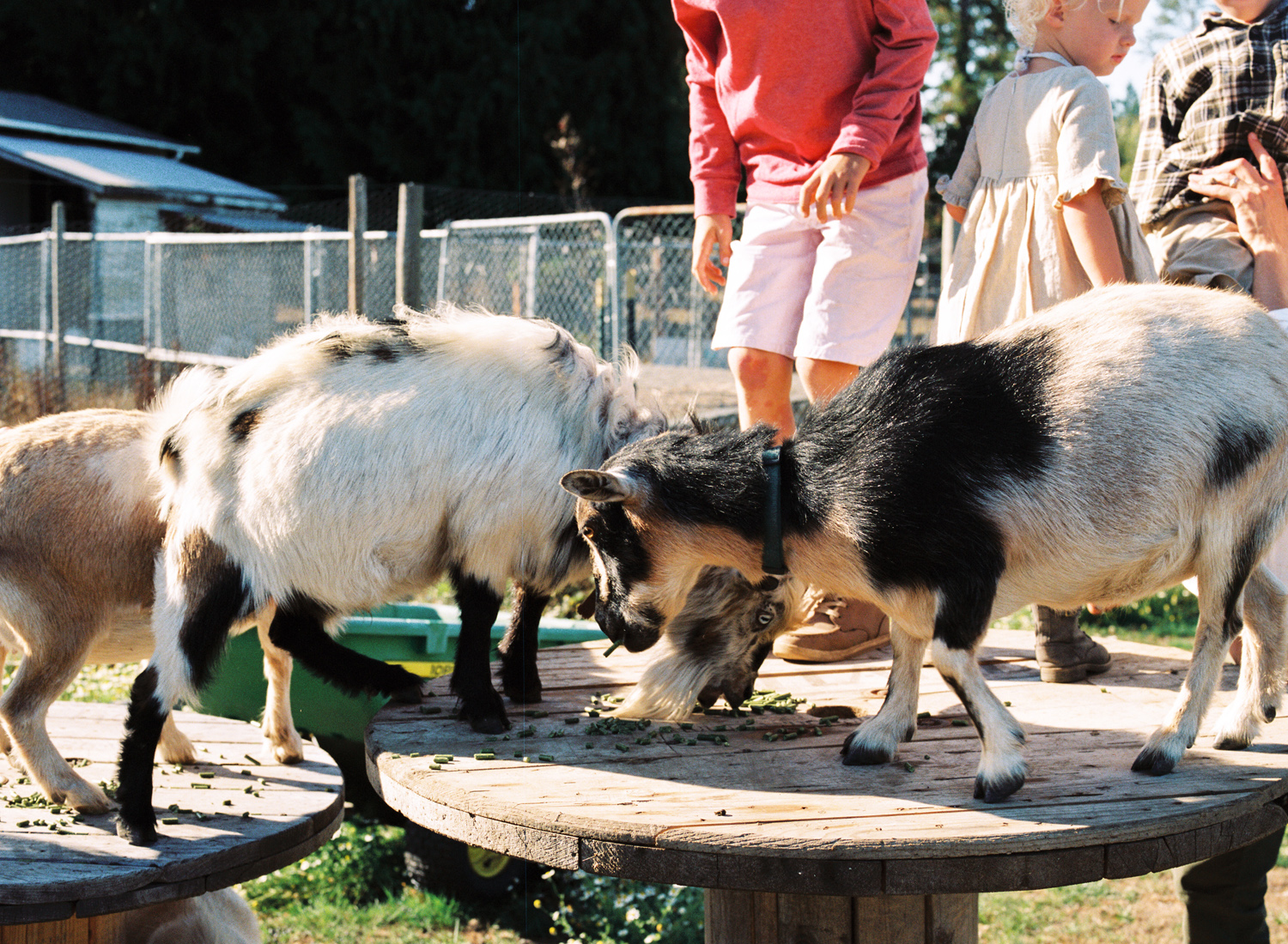 snohomish family farm photography family candid photographer.jpg