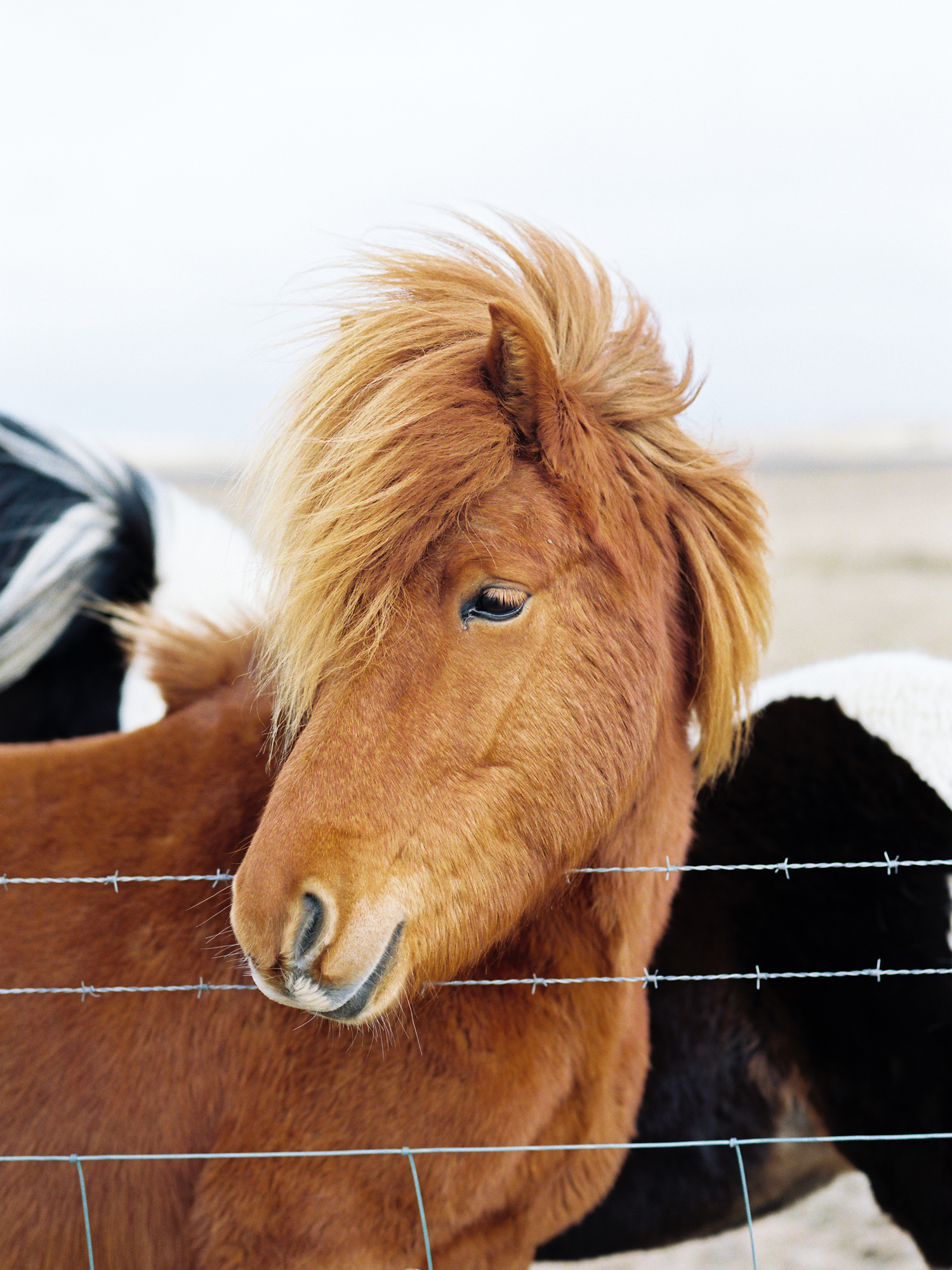 iceland icelandic horse windy mane chestnut color.jpg