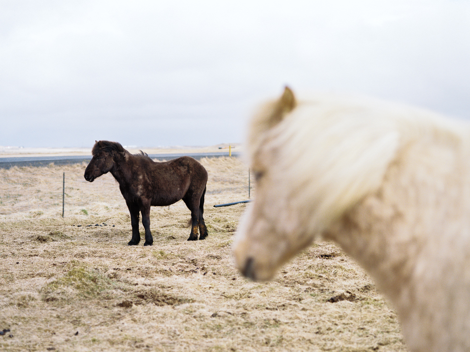 iceland icelandic horses kodak film photography.jpg