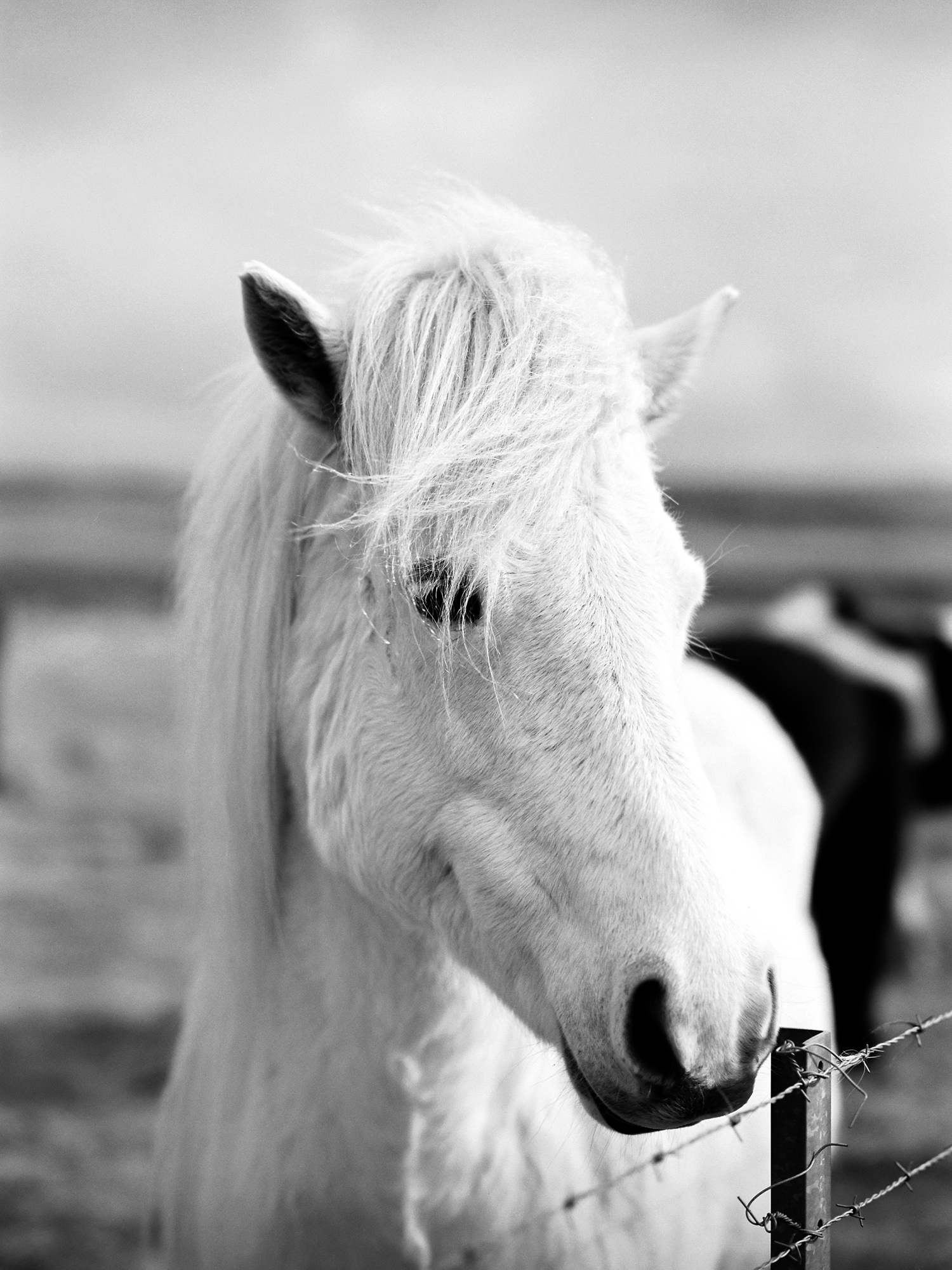 iceland icelandic horse black and white film.jpg