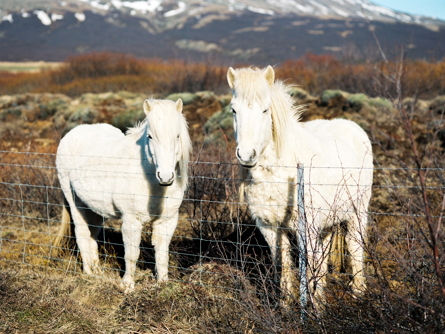 white icelandic horses.jpg