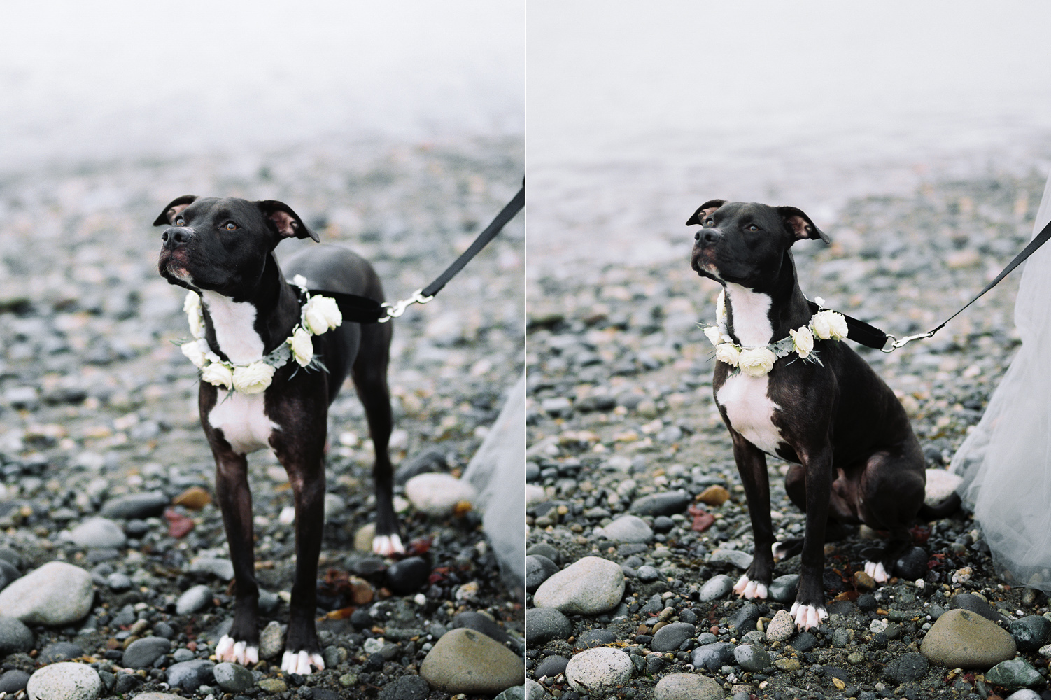 Floral dog collar custom made by Smashing Petals.jpg