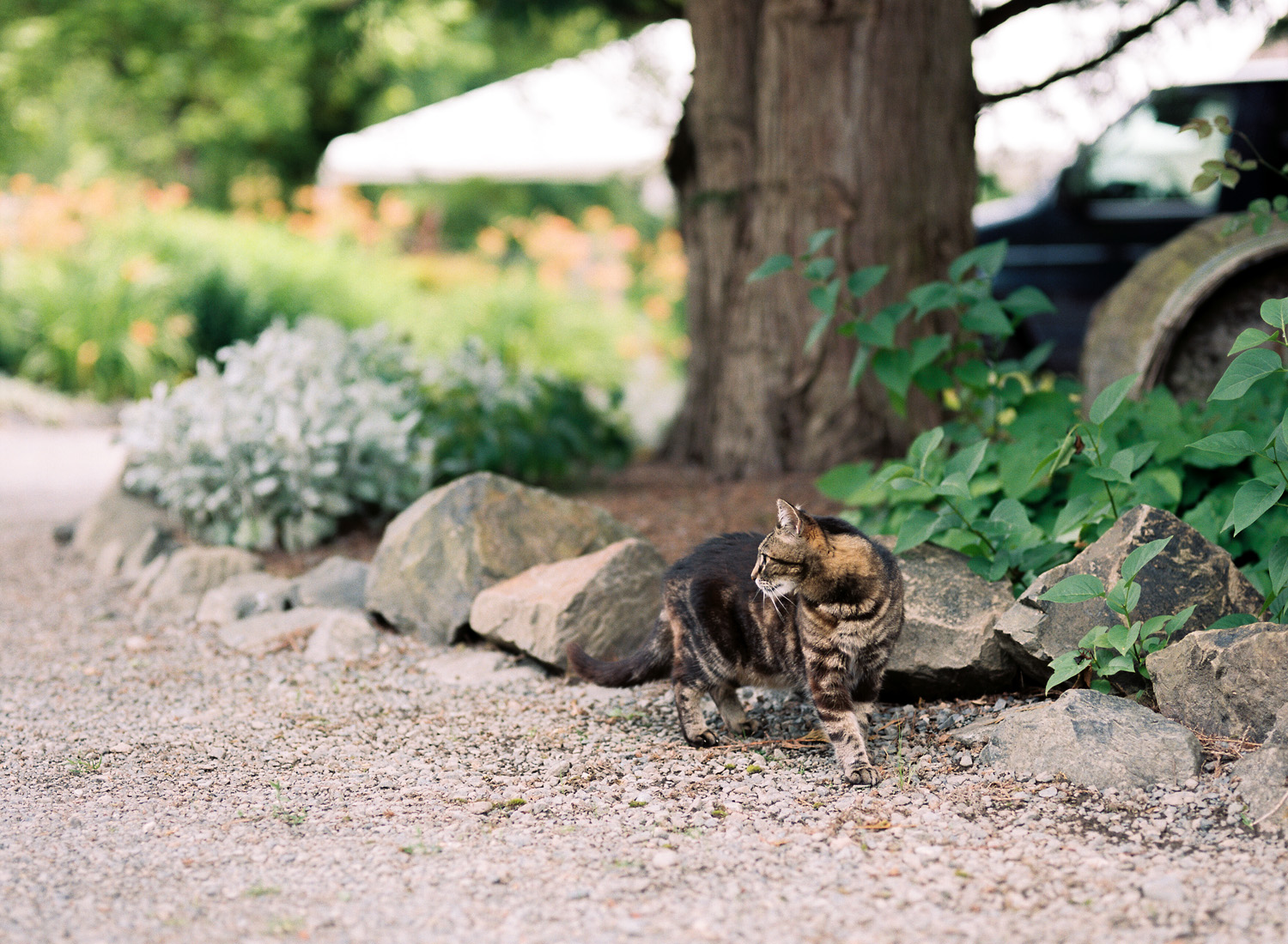 delille cellars woodinville winery wedding venue barn cat wedding photographer.jpg