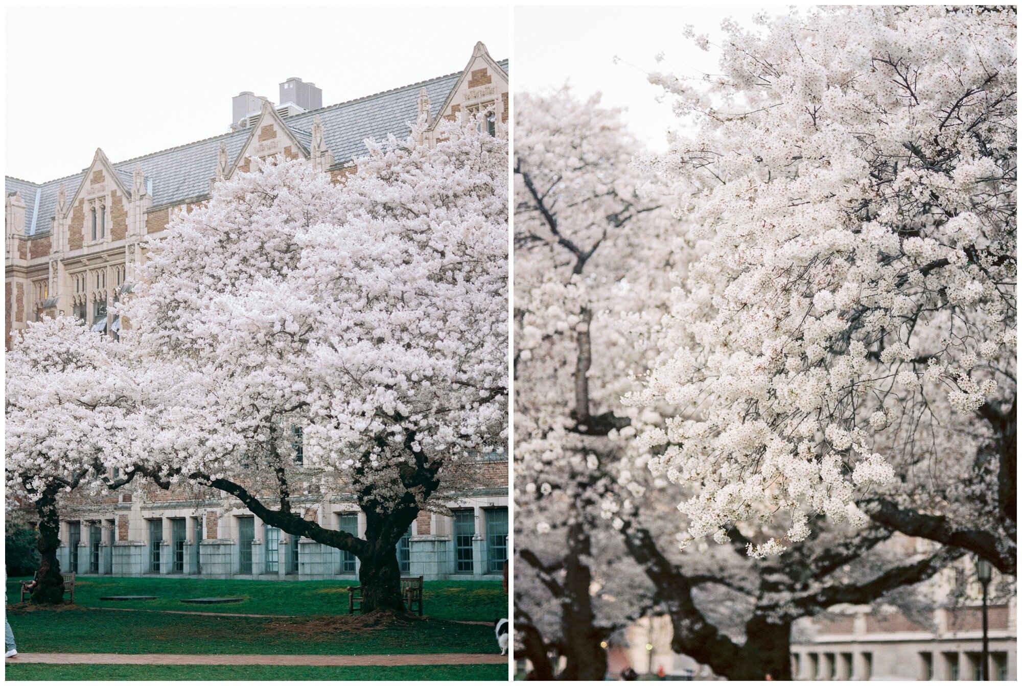 University of Washington Cherry Blossom Festival