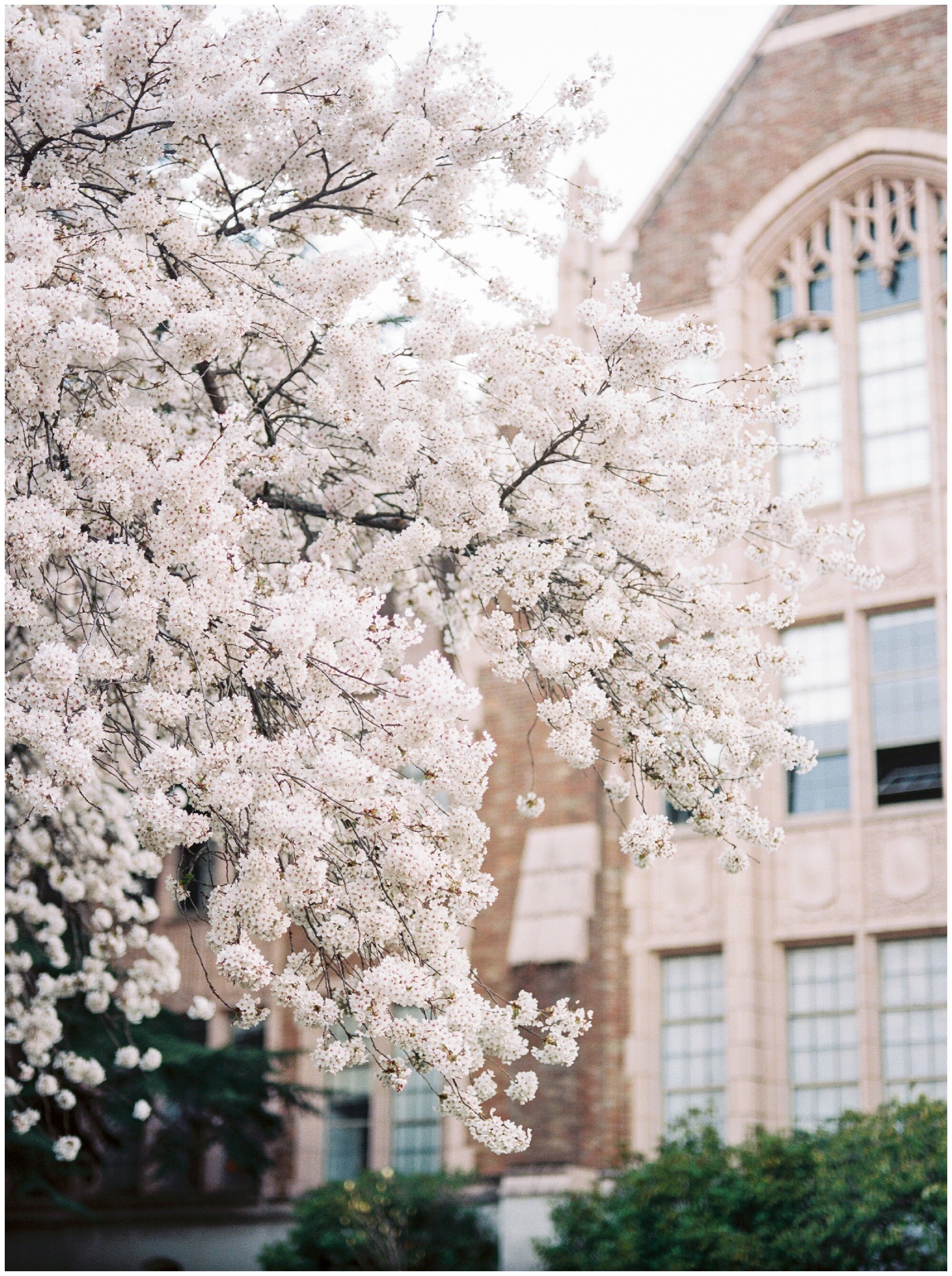 University of Washington Cherry Blossom Trees