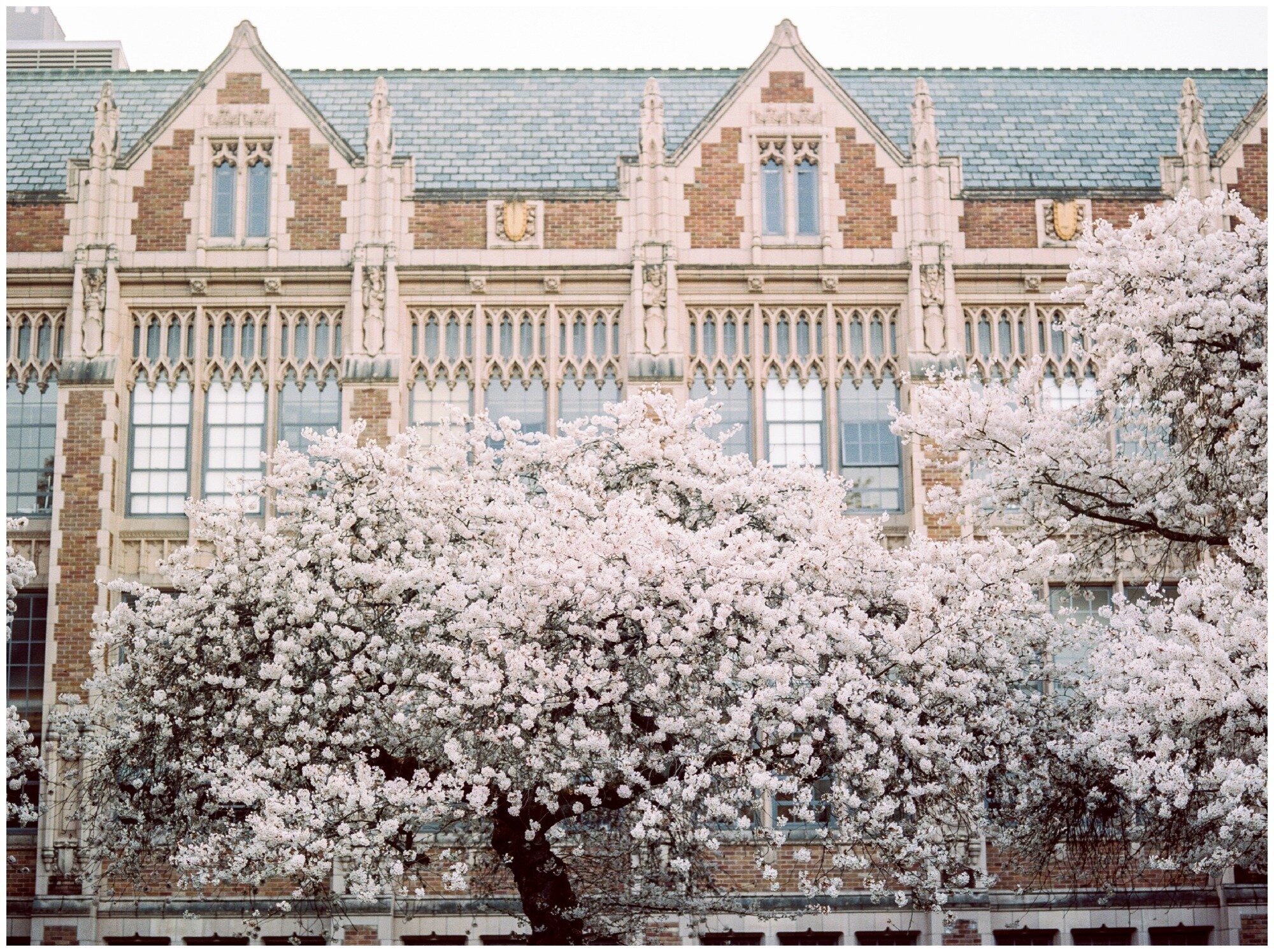 University of Washington Cherry Blossom Trees in Bloom