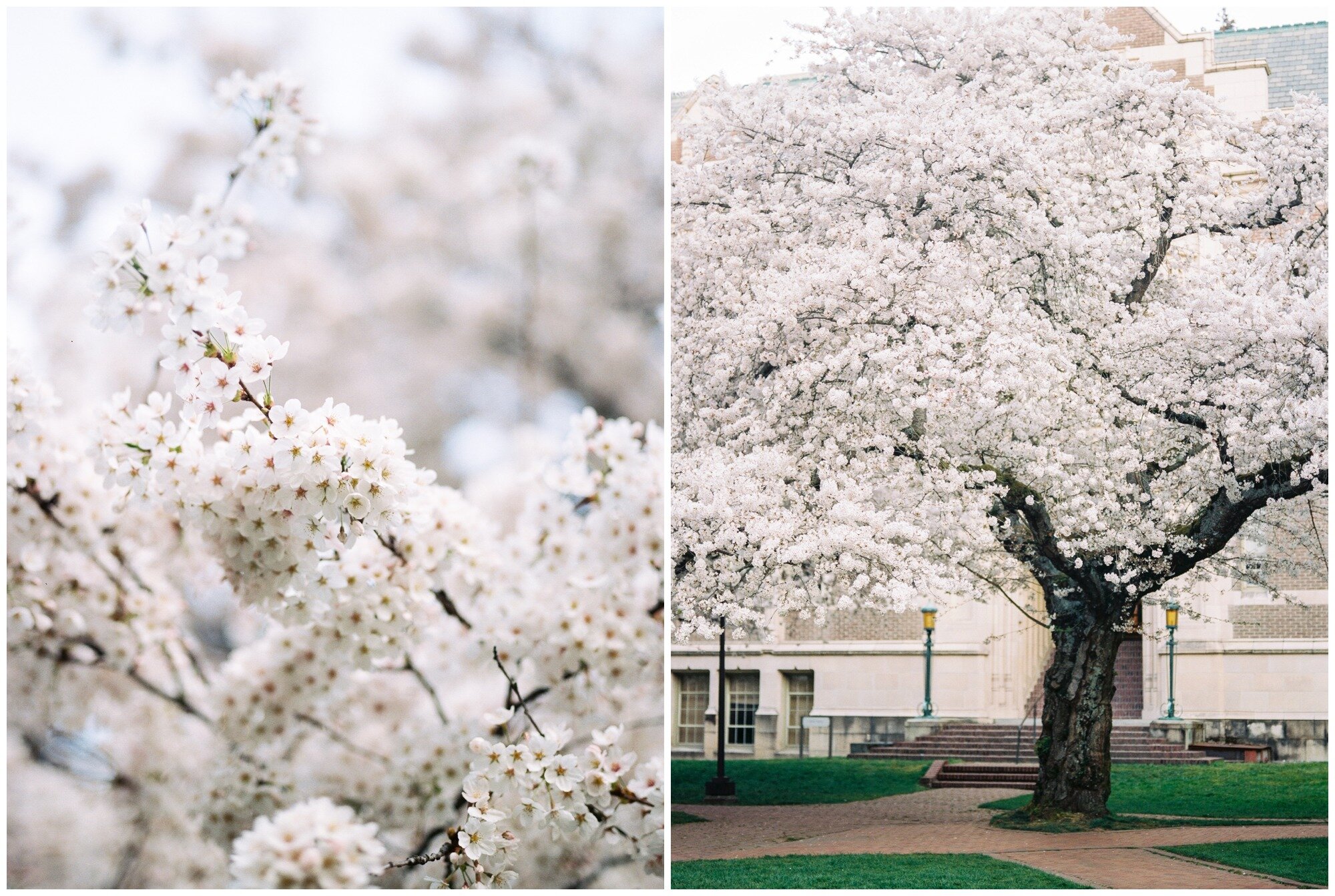 University of Washington Cherry Blossom Trees in Bloom